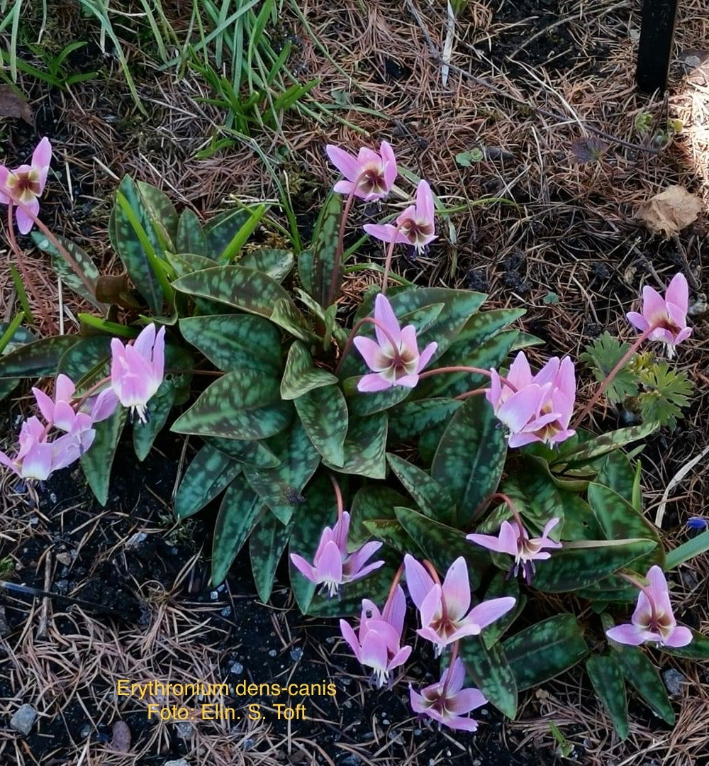 Erythronium dens-canis