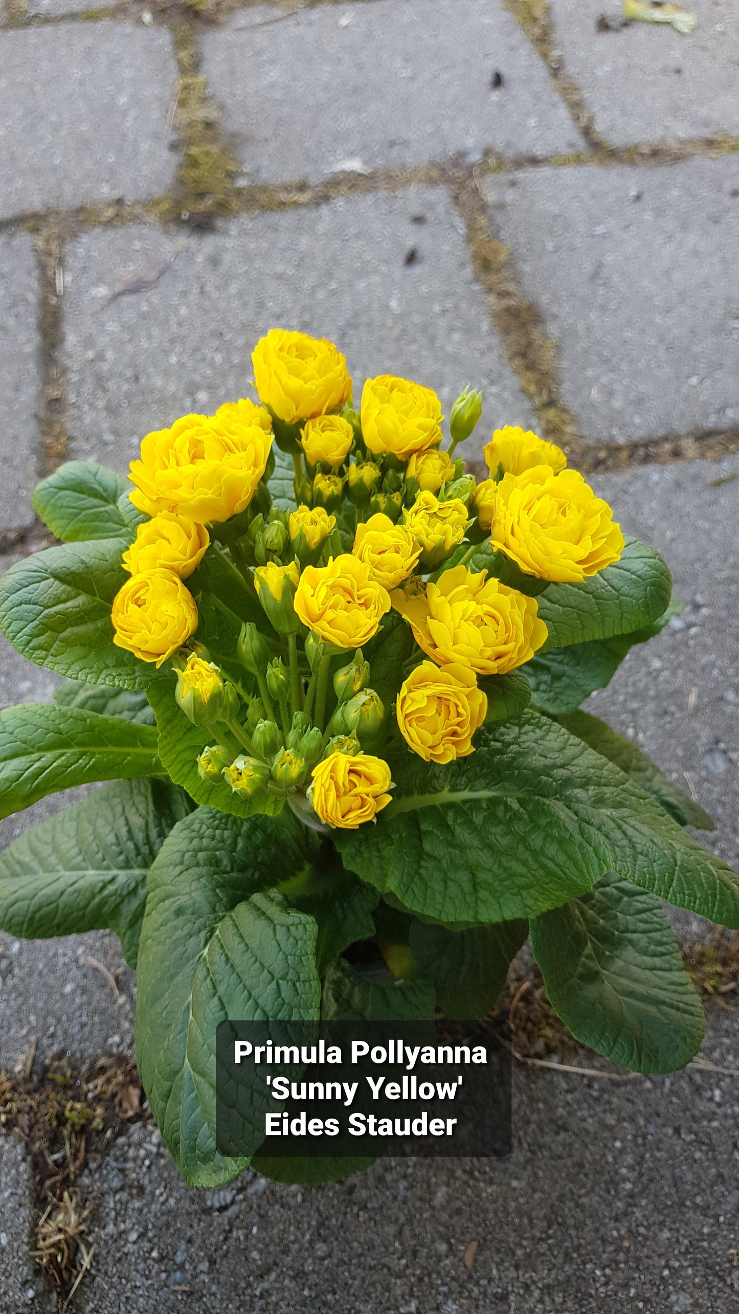 Primula Pollyanna ‘Sunny Yellow’
