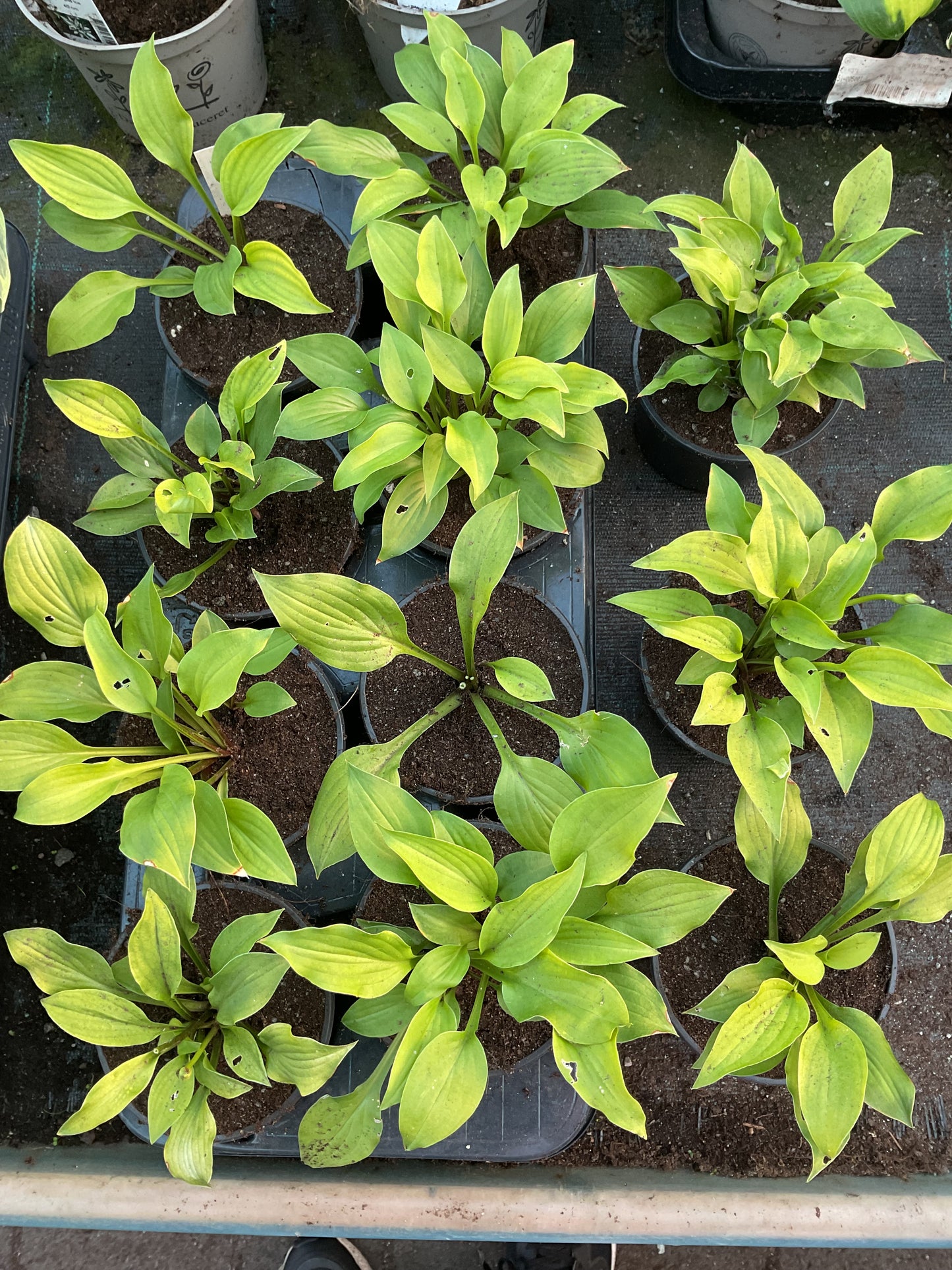 Hosta ‘Devon Gold’