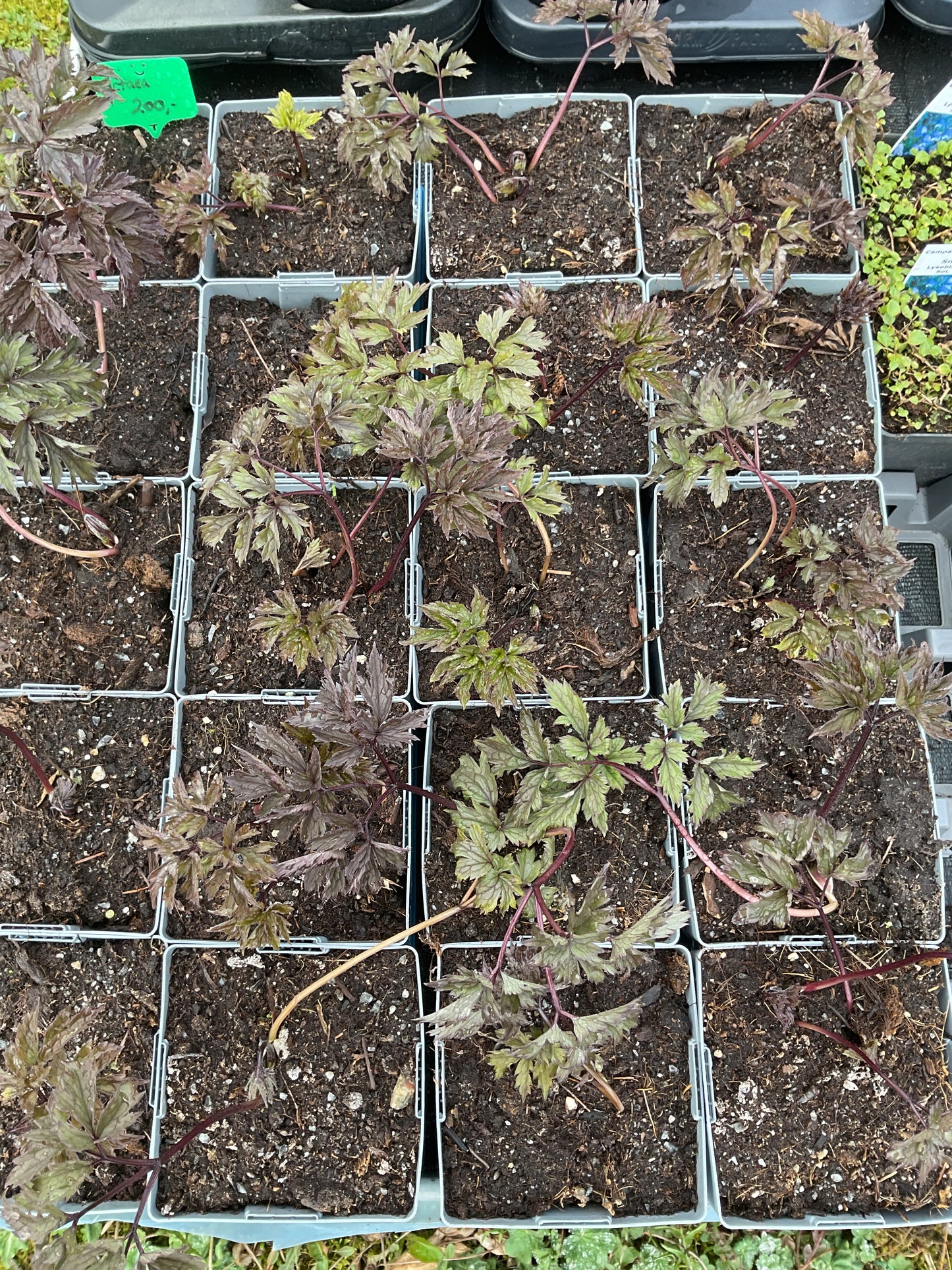 Actaea simplex ‘Brunette’ P11x11