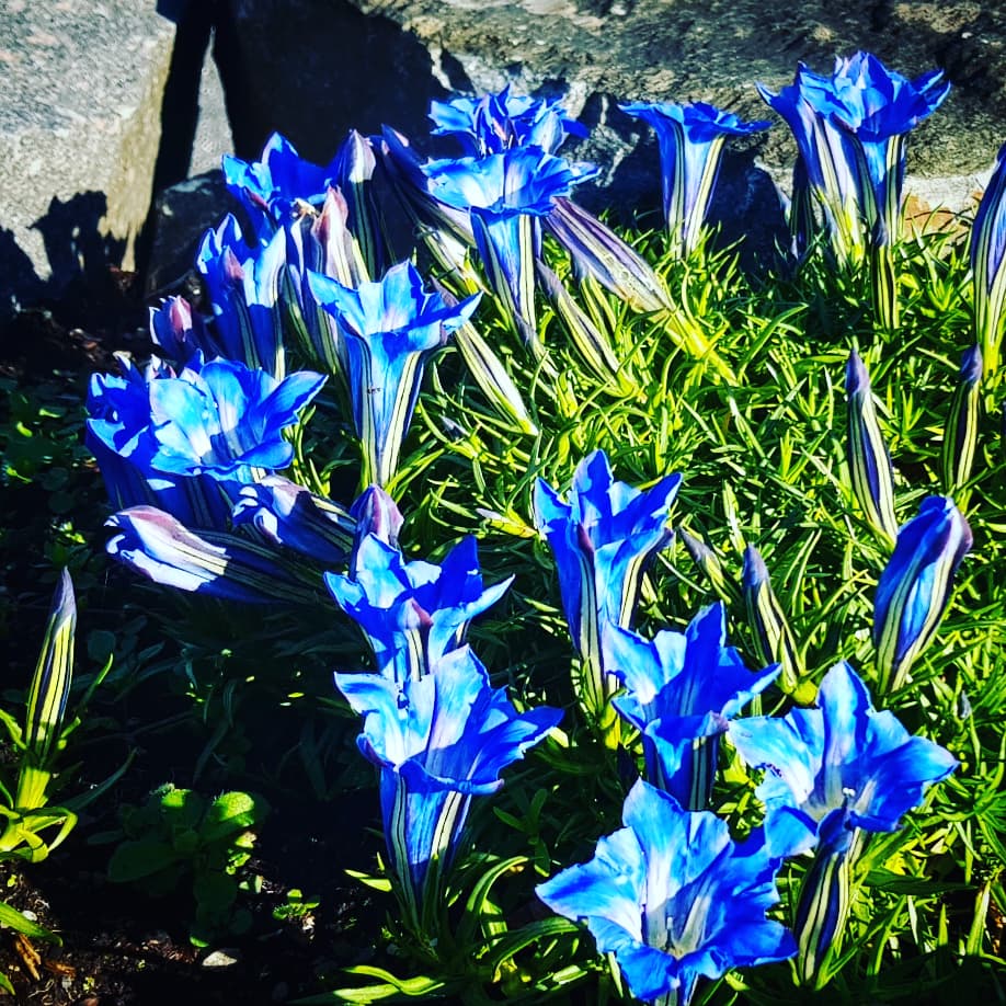 Gentiana sino-ornata ‘Borge’ P 9x9 cm