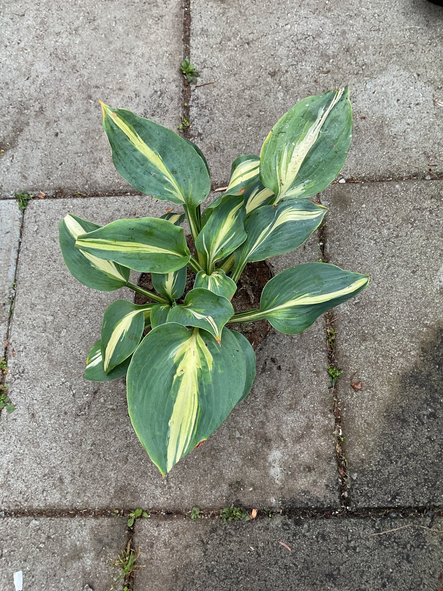 Hosta ‘Dream Weaver’