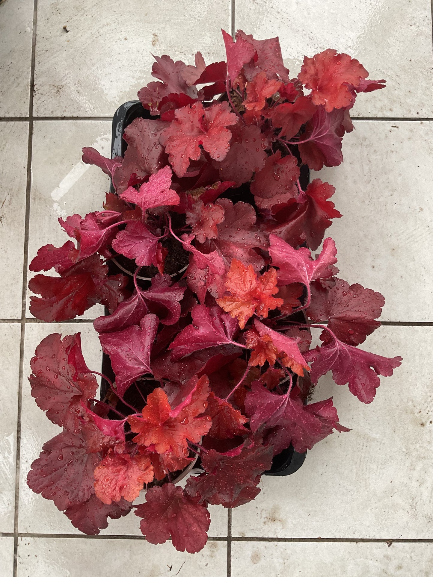 Heuchera ‘Forever Red’ P15