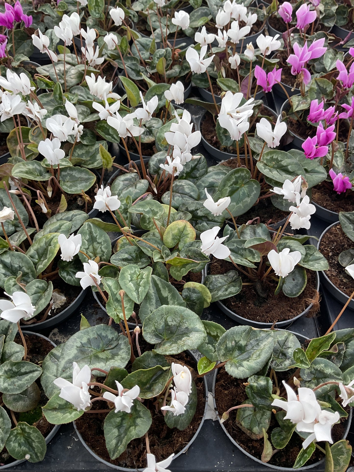 Cyclamen hederifolium ‘Album’ P11