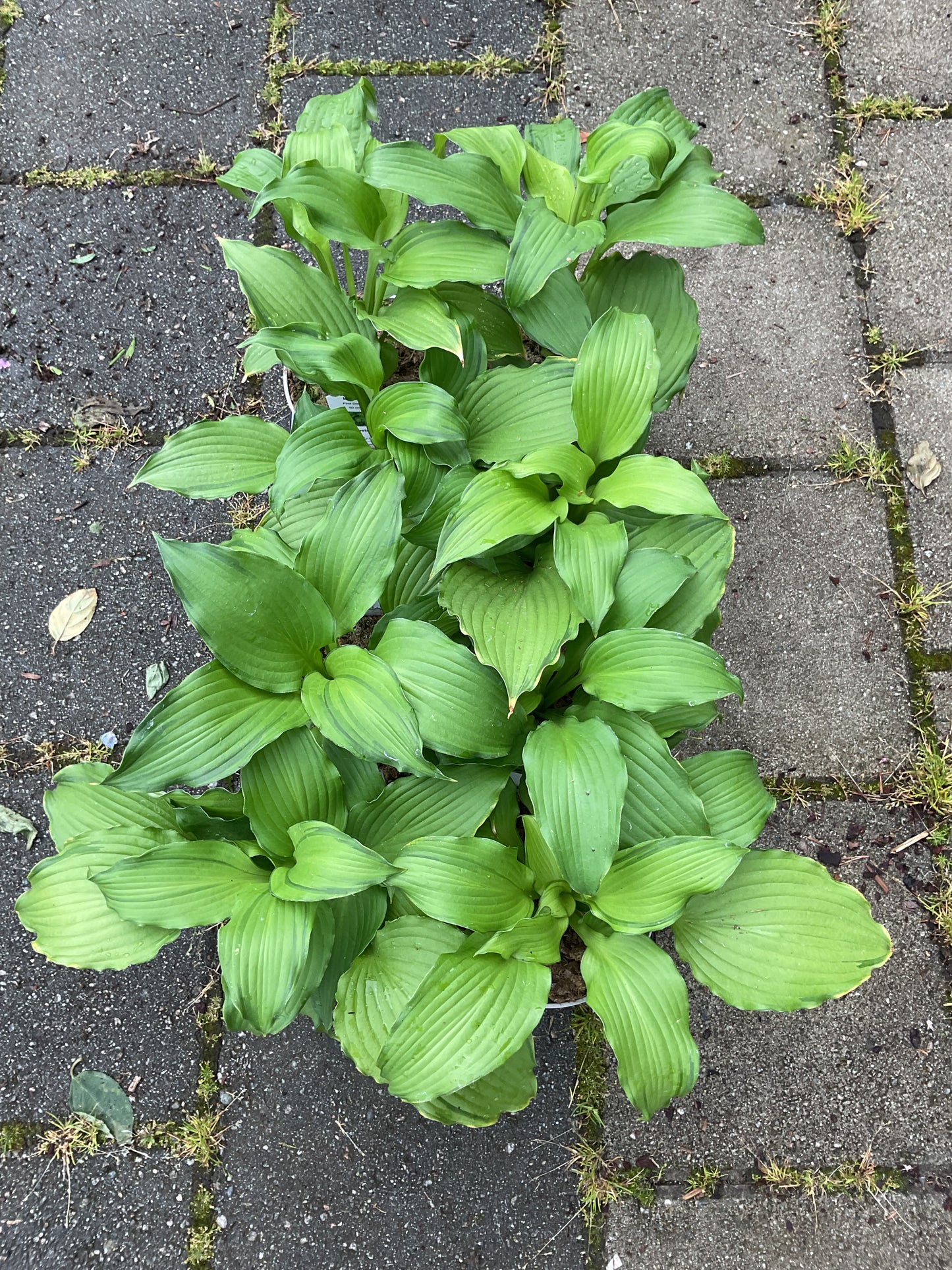 Hosta ‘First Dance’ P15