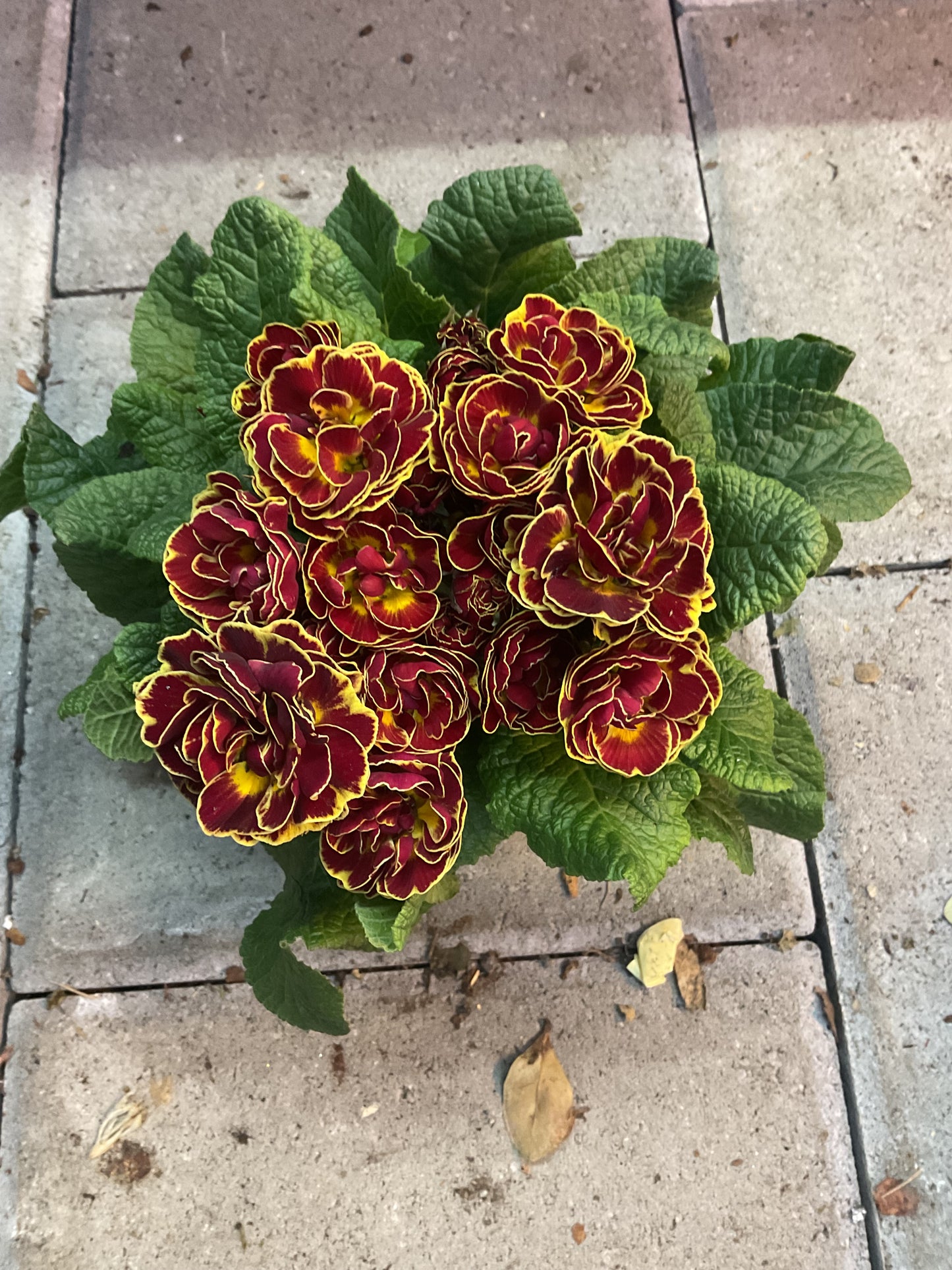 Primula Belarina ‘Maple Sugar’ P13