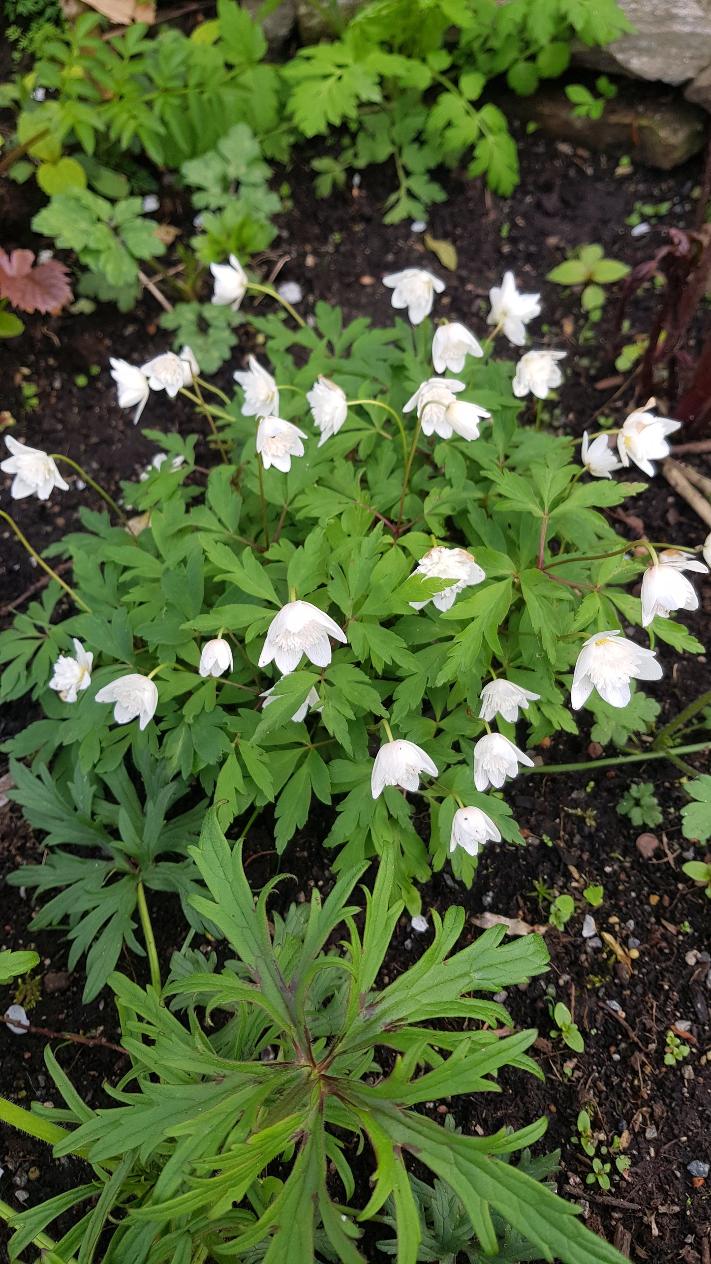 Anemone nemorosa ‘Alba Plena’