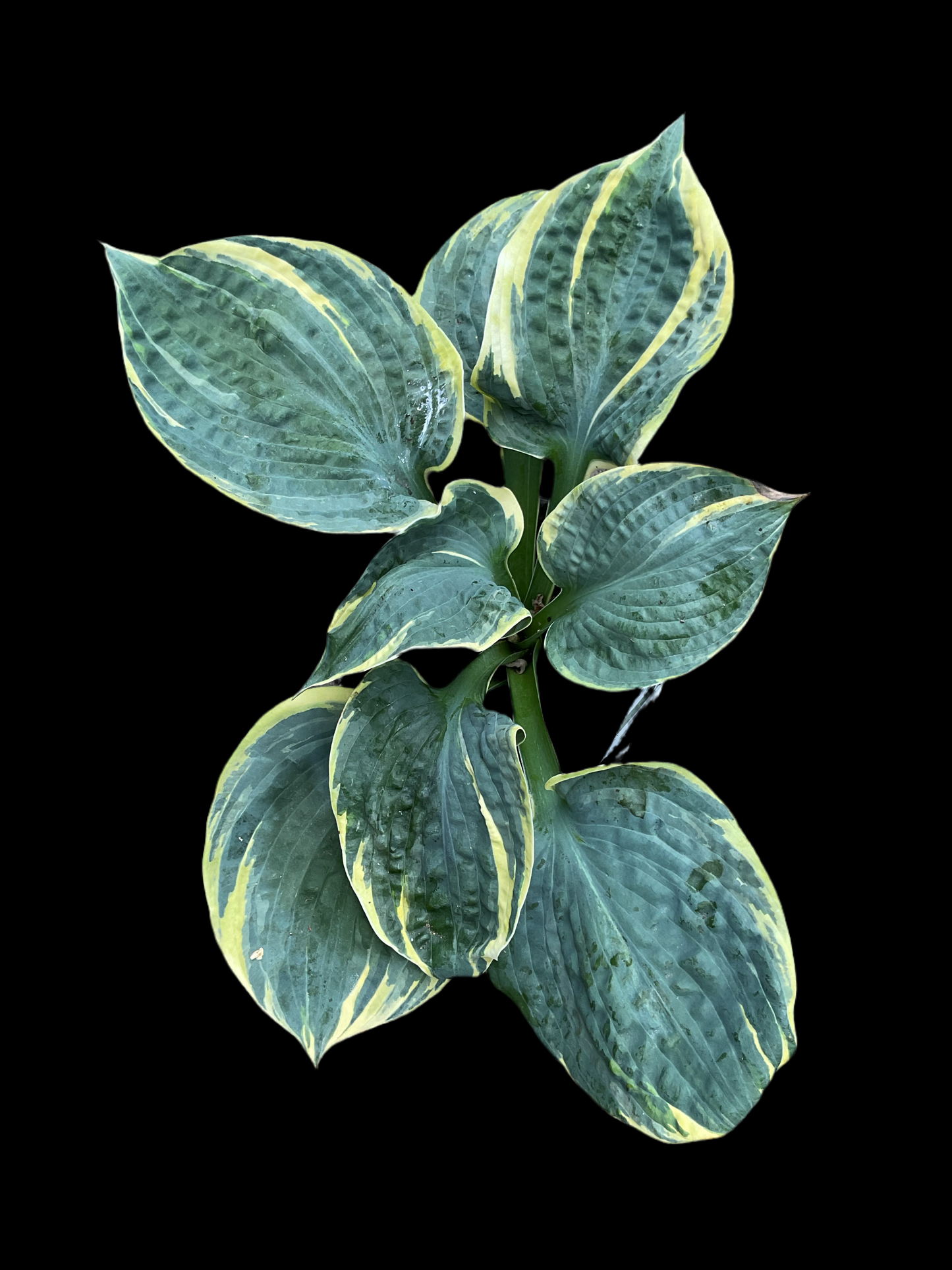 Hosta ‘Sugar Daddy’ P15
