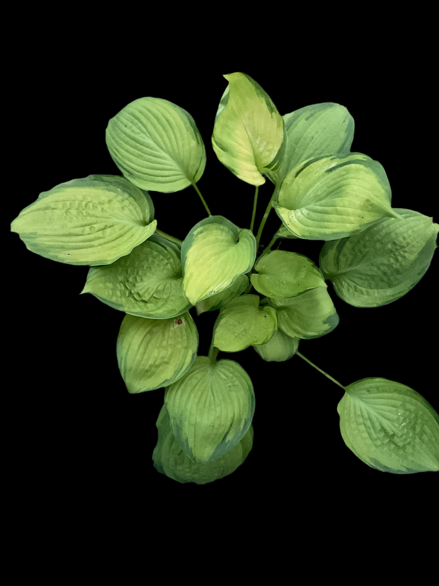 Hosta ‘California Gold Rush’
