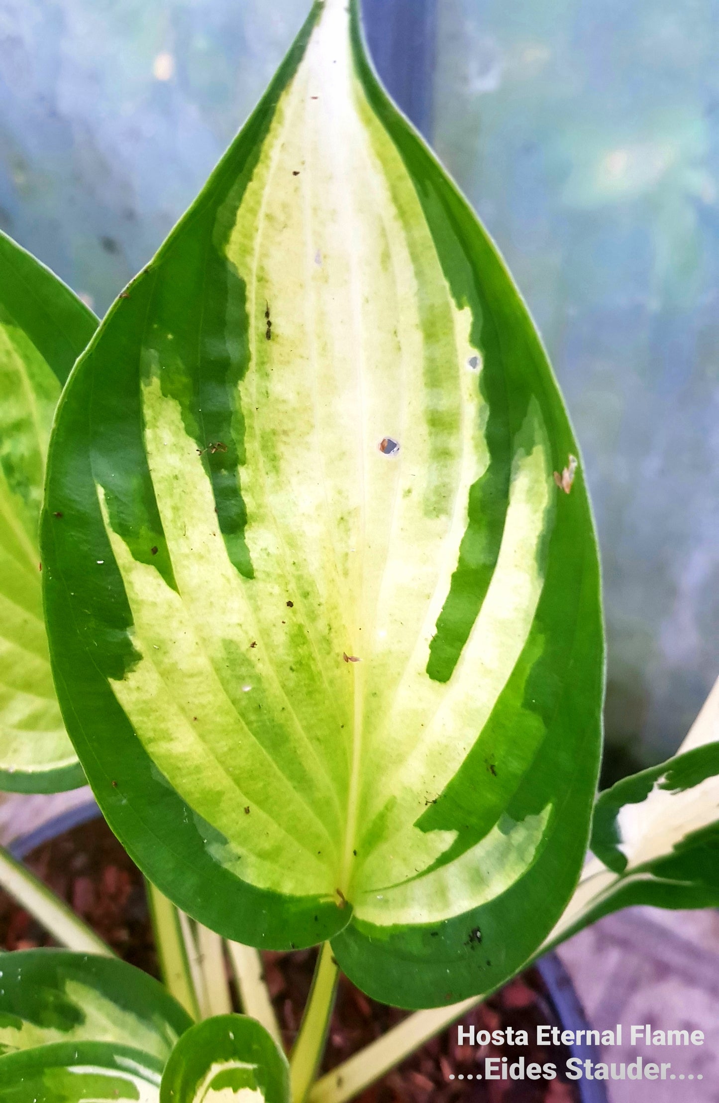 Hosta ‘Eternal Flame’