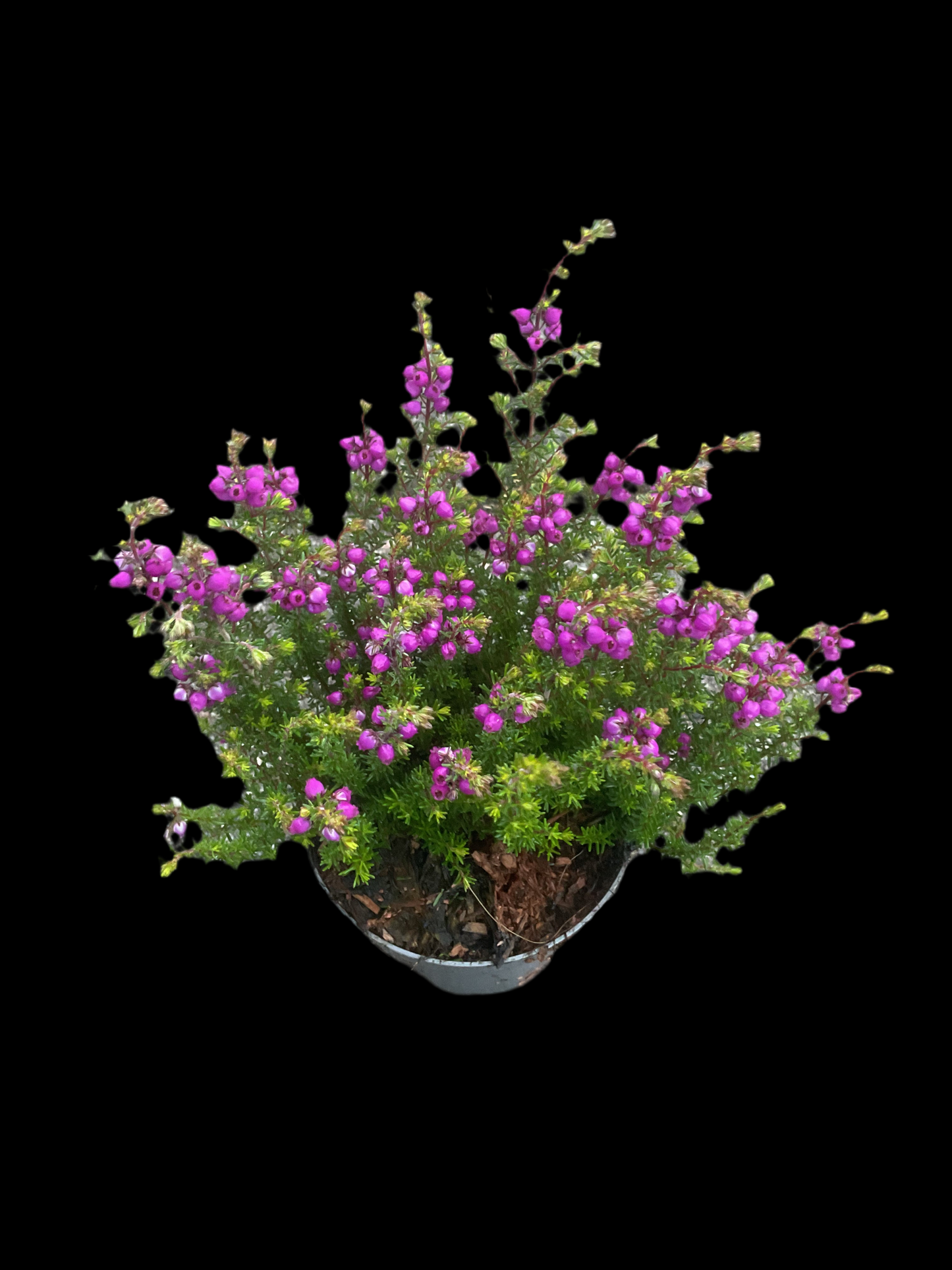 Erica cinerea Lilla P9