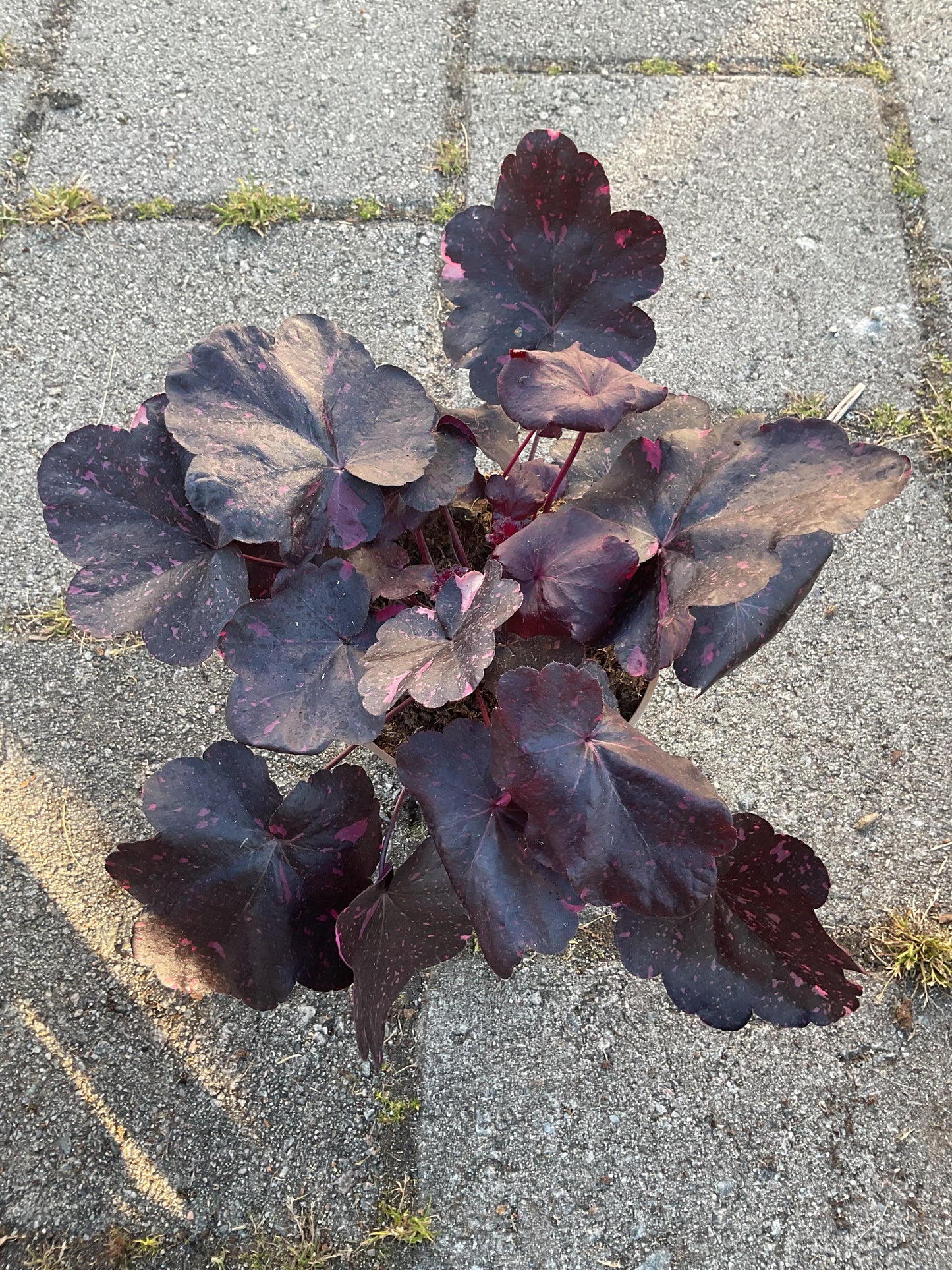 Heuchera ‘Midnight Rose’ P15