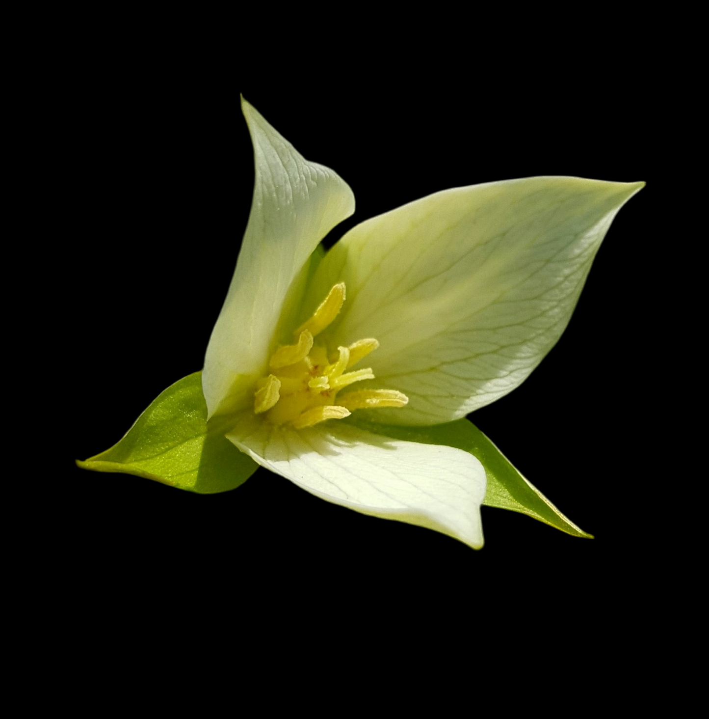Trillium hybrid m/lyst øye