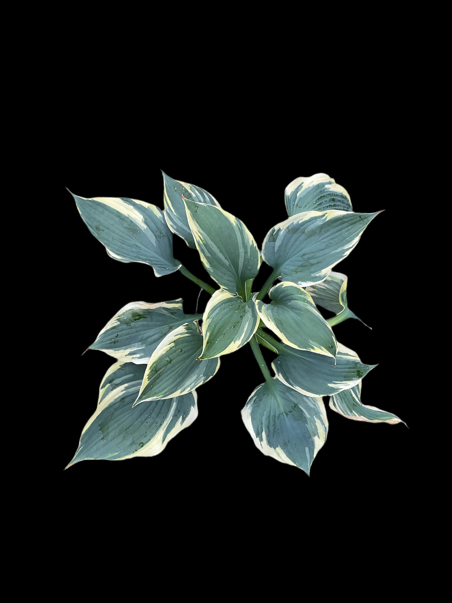 Hosta ‘Hi-Class’ P15