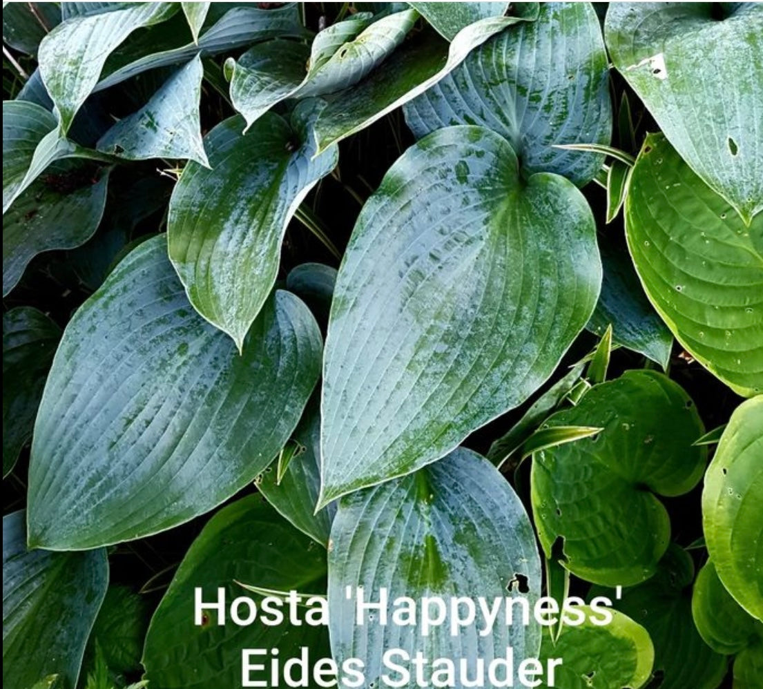 Hosta ‘Happiness’