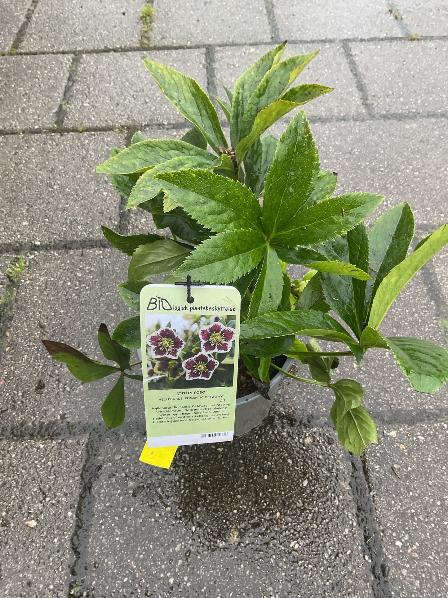 Helleborus orientalis ‘Romantic Getaway’ P17