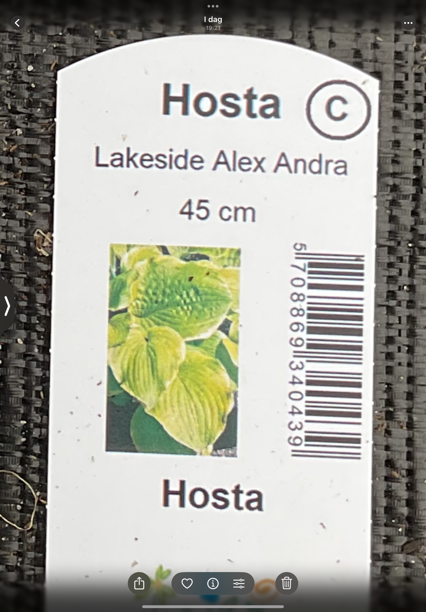 Hosta ‘Lakeside Alex Andra’ P15