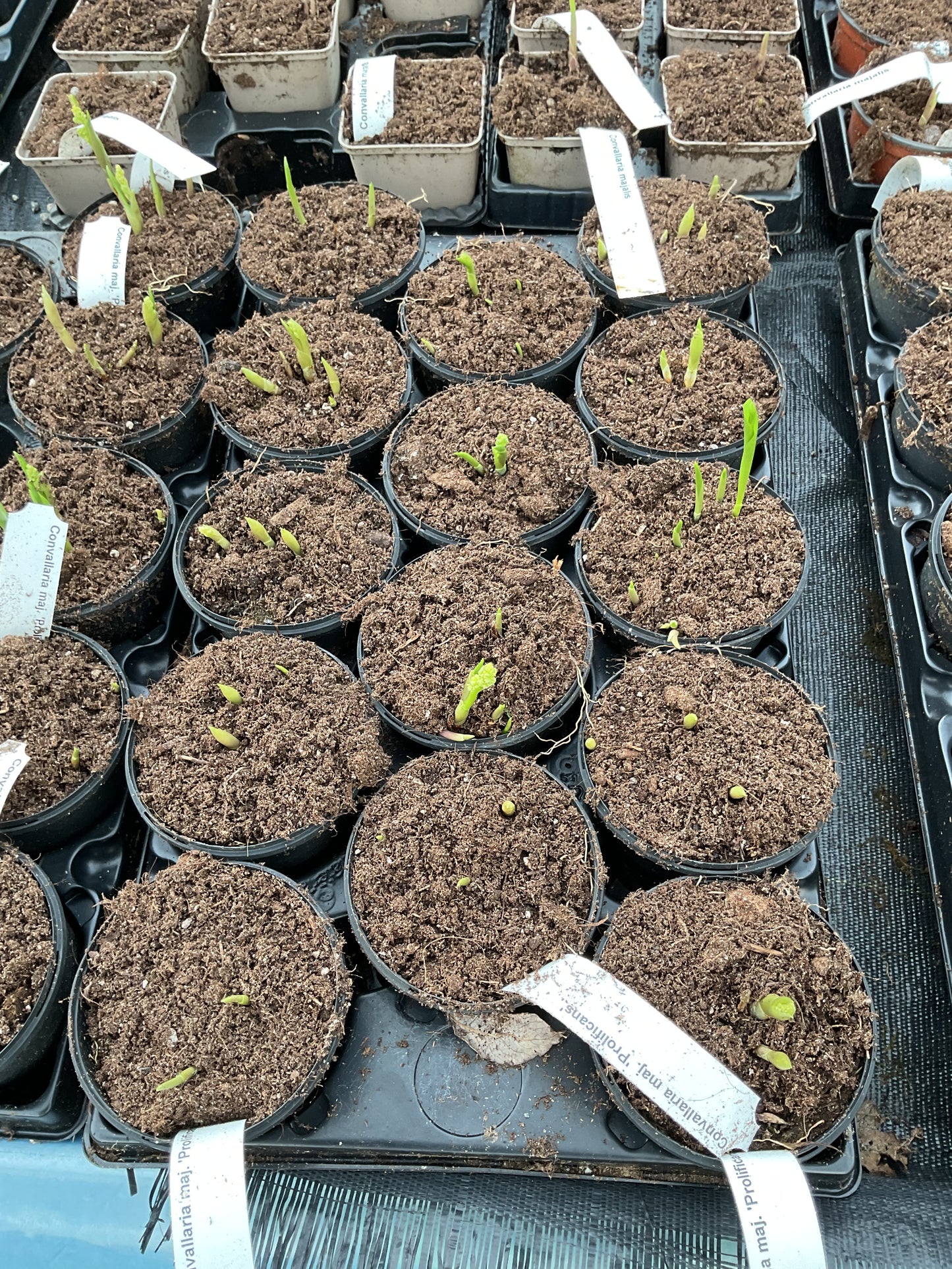 Convallaria majalis ‘Profilicans’ P11