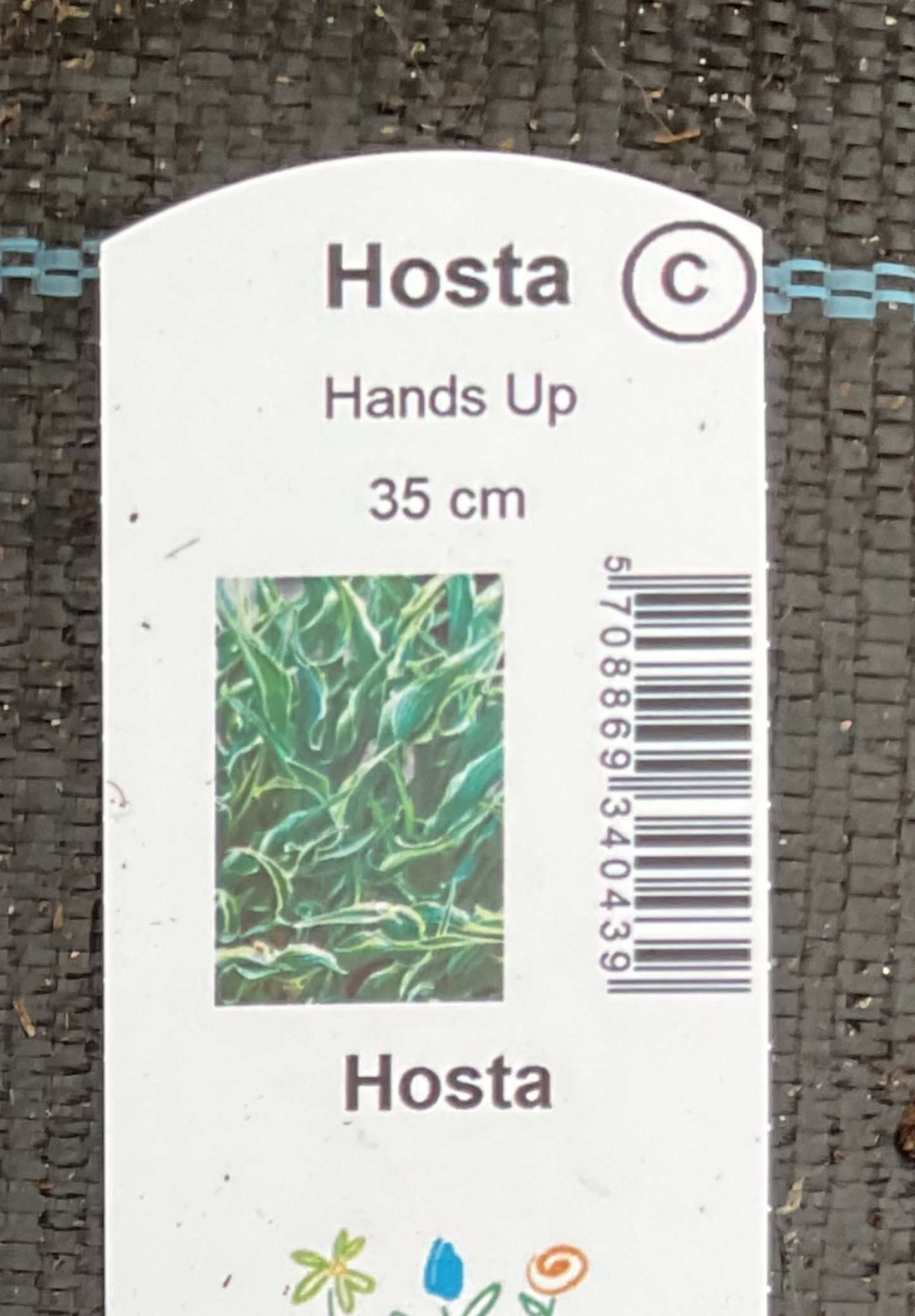 Hosta ‘Hands Up’ P15