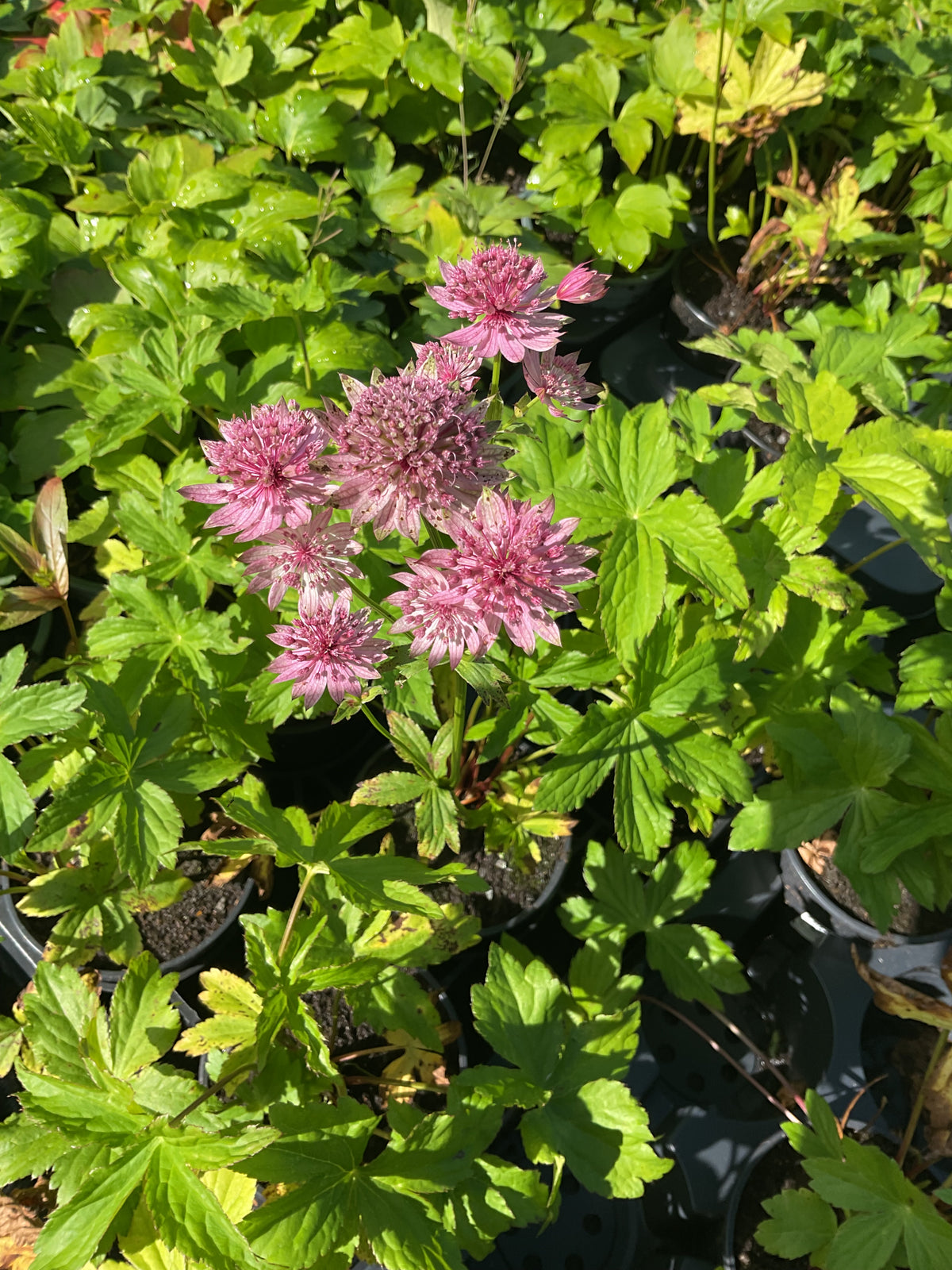 Astrantia major ‘Pink Pride’ P12