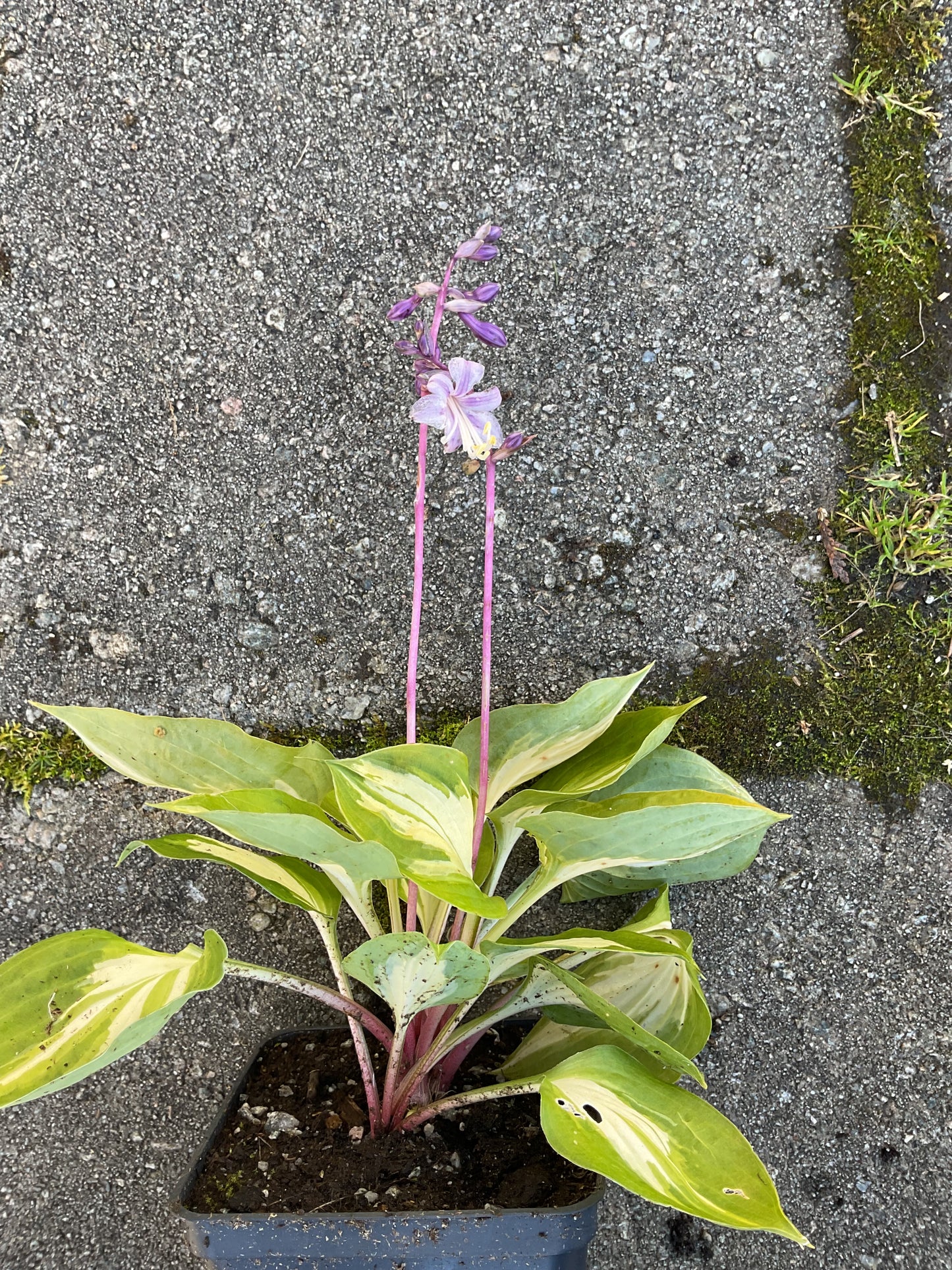 Hosta ‘Fantasy Island’ P 9x9 cm