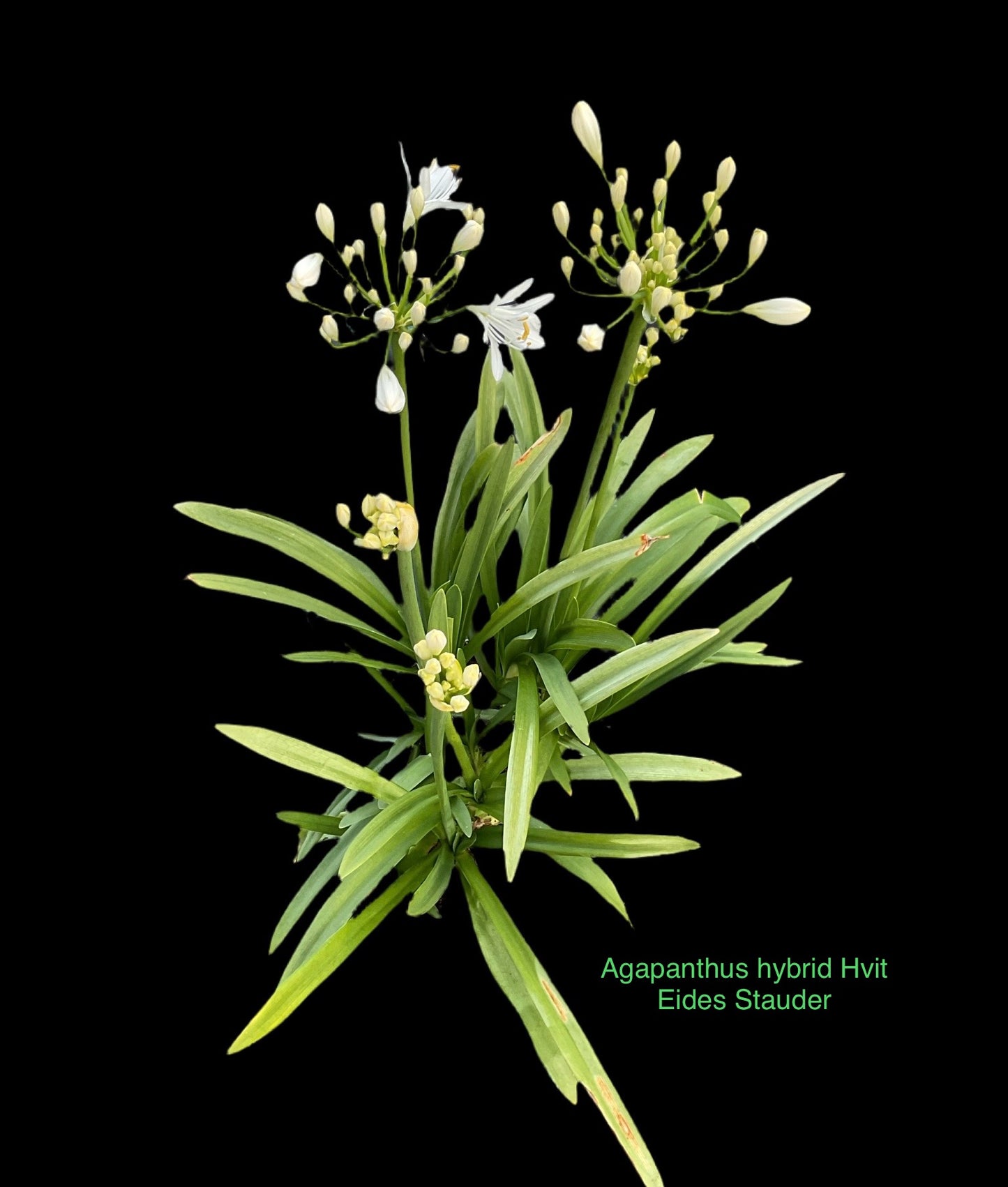 Agapanthus 2stk Hvit + Blå P19