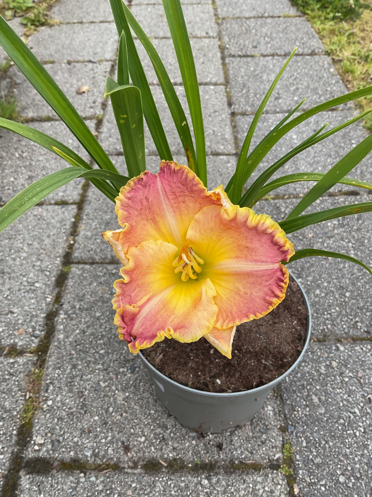 Hemerocallis ‘Blushing Ruffles’ P17