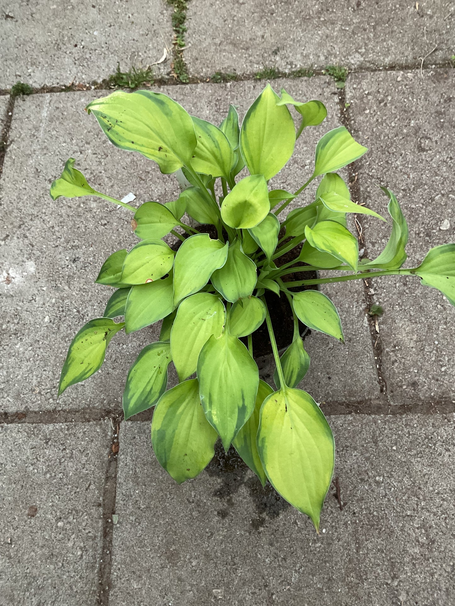Hosta ‘Amy Elizabeth’
