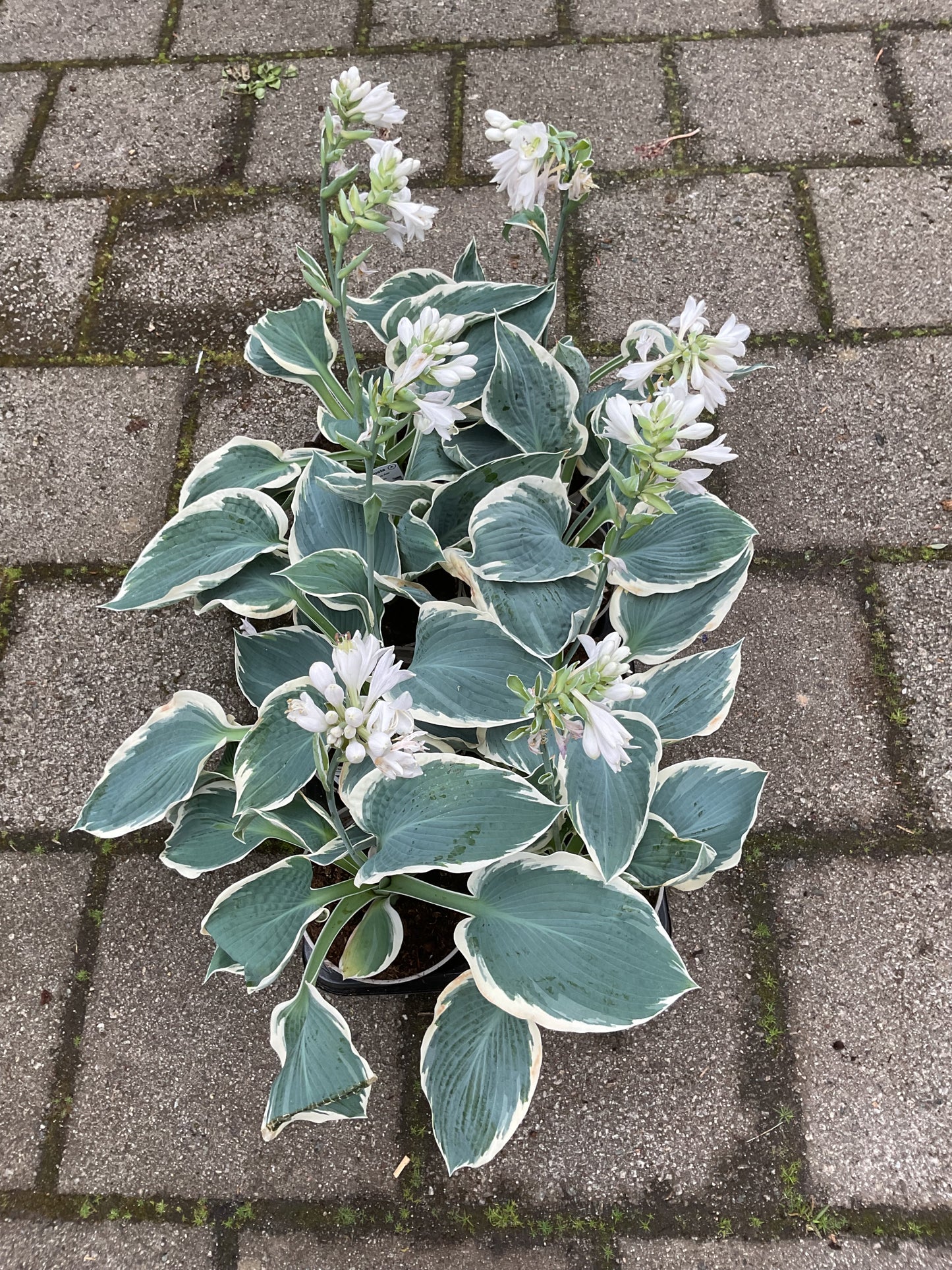 Hosta ‘Barbara Ann’