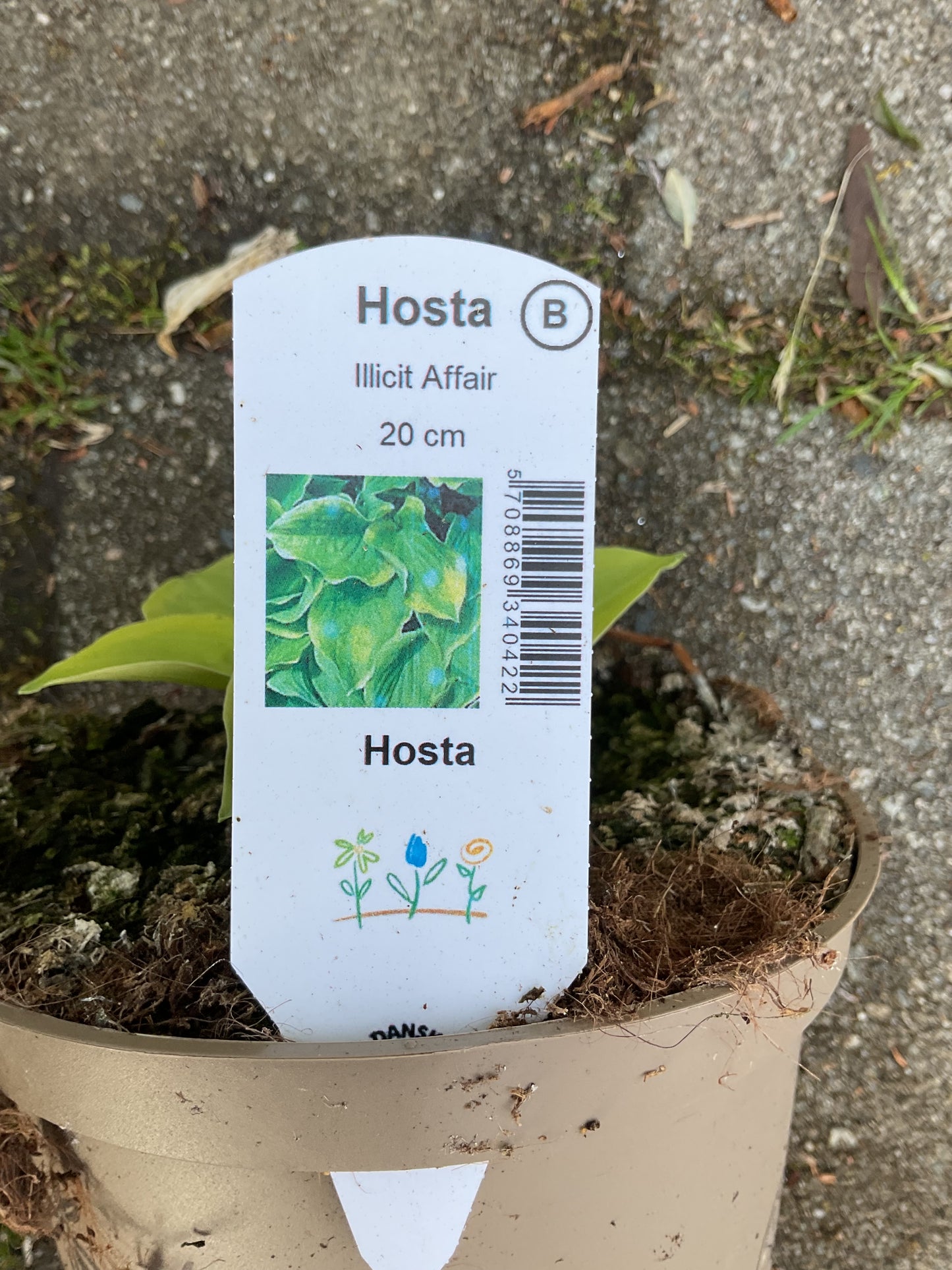 Hosta ‘Illisit Affair’ P15