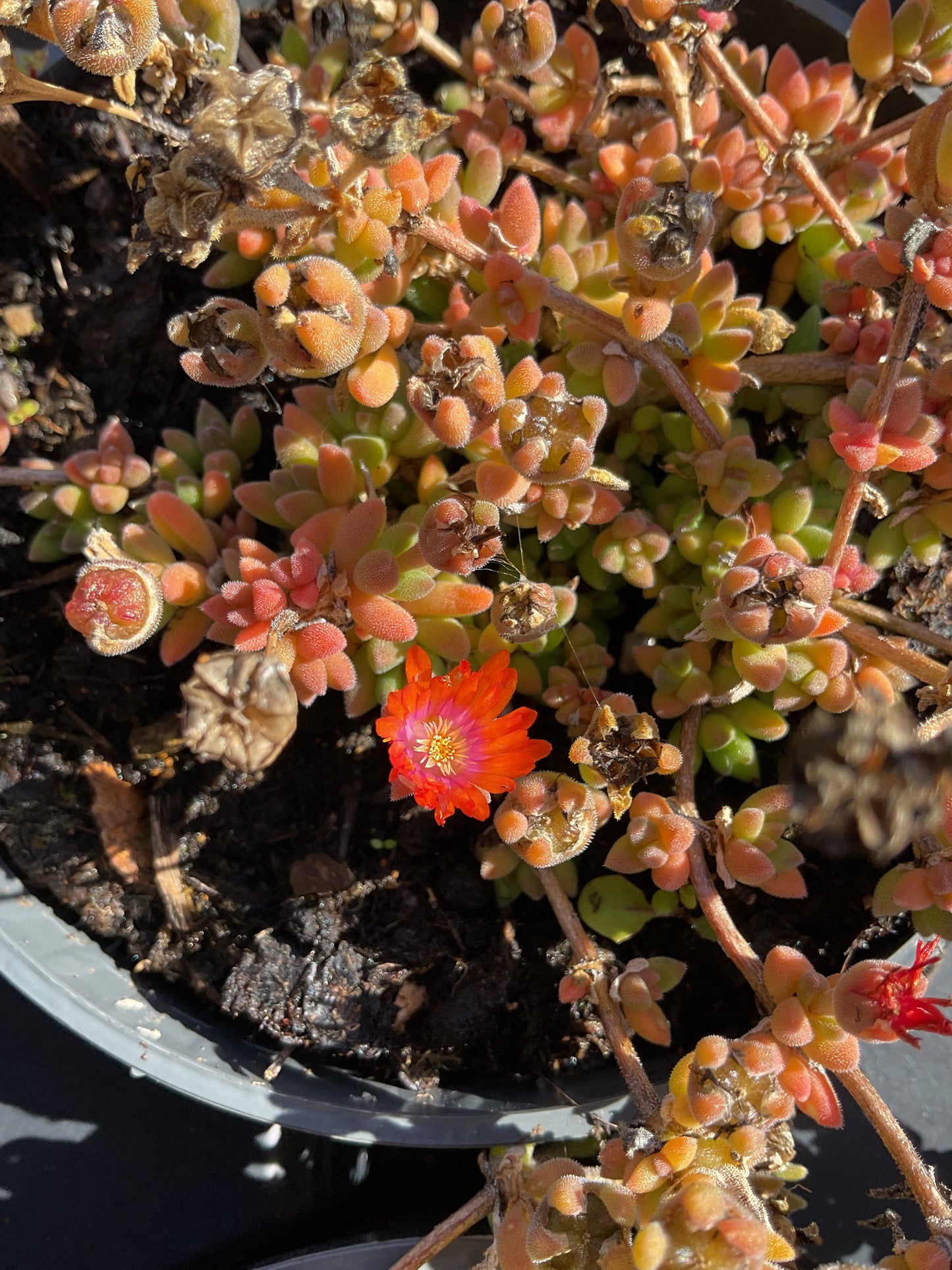 Delosperma cooperi Jewel of Desert ‘Sunstone’ P12