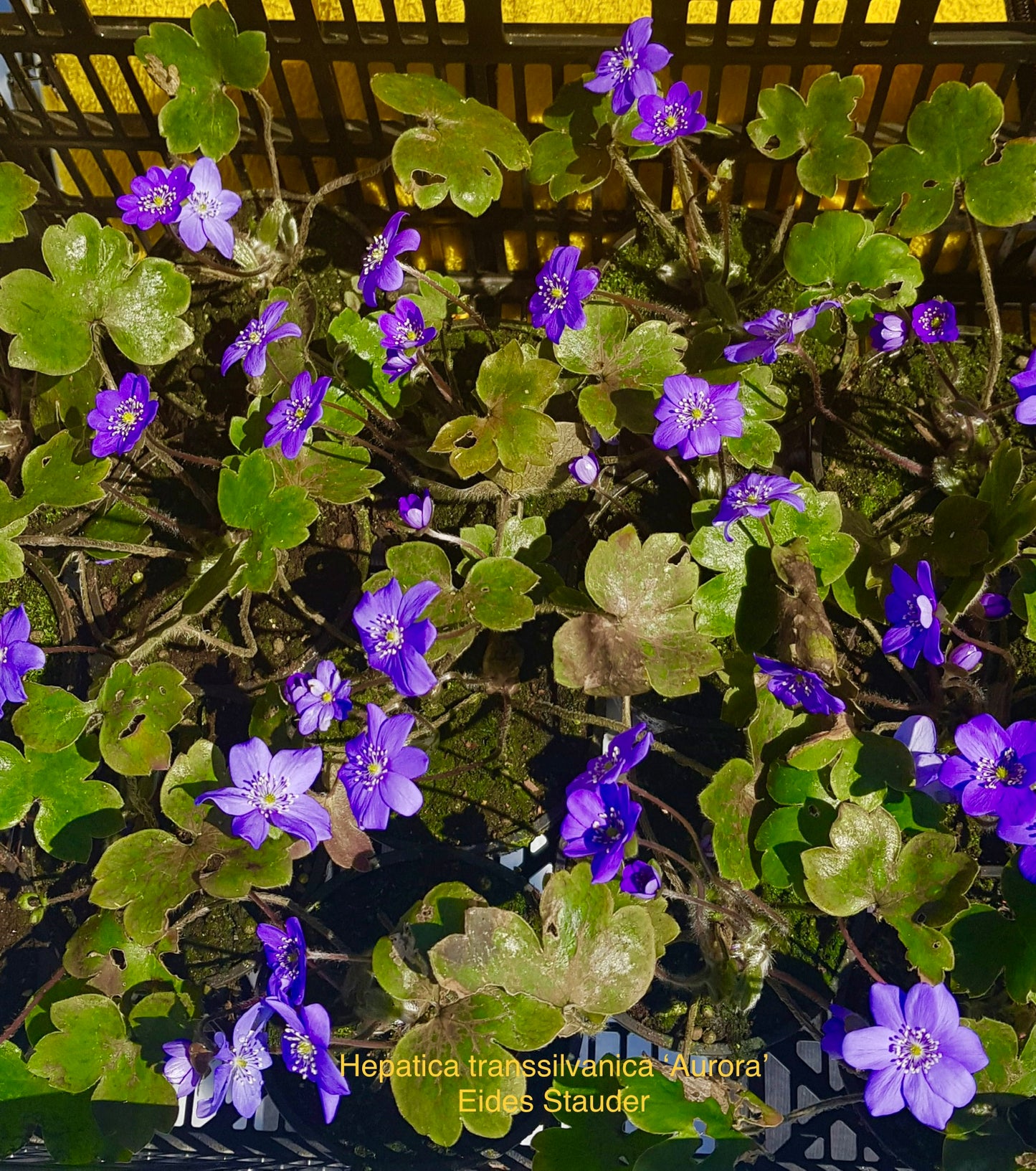 Hepatica transsilvanica ‘Aurora’