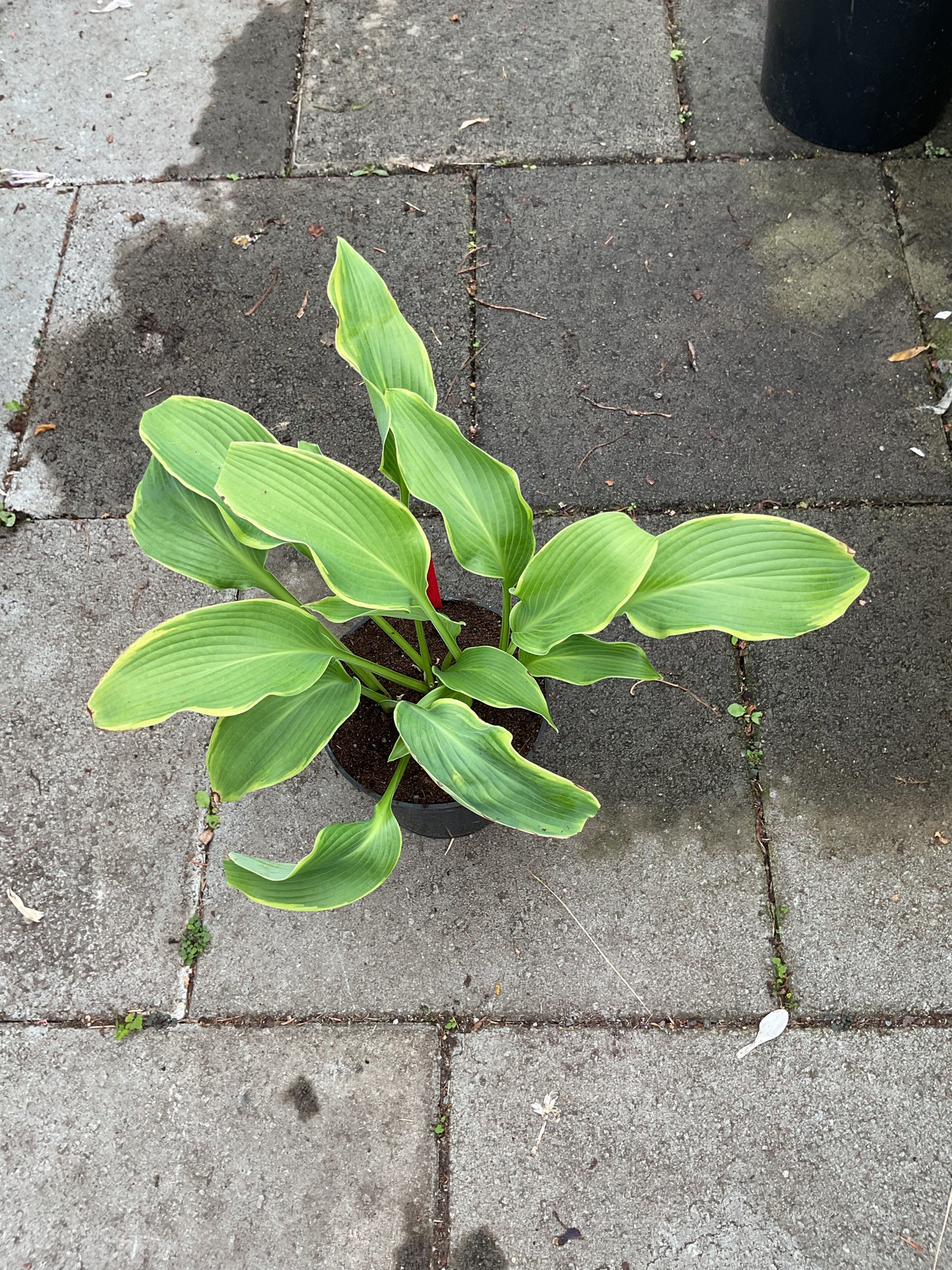 Hosta ‘Abba Dabba Do’