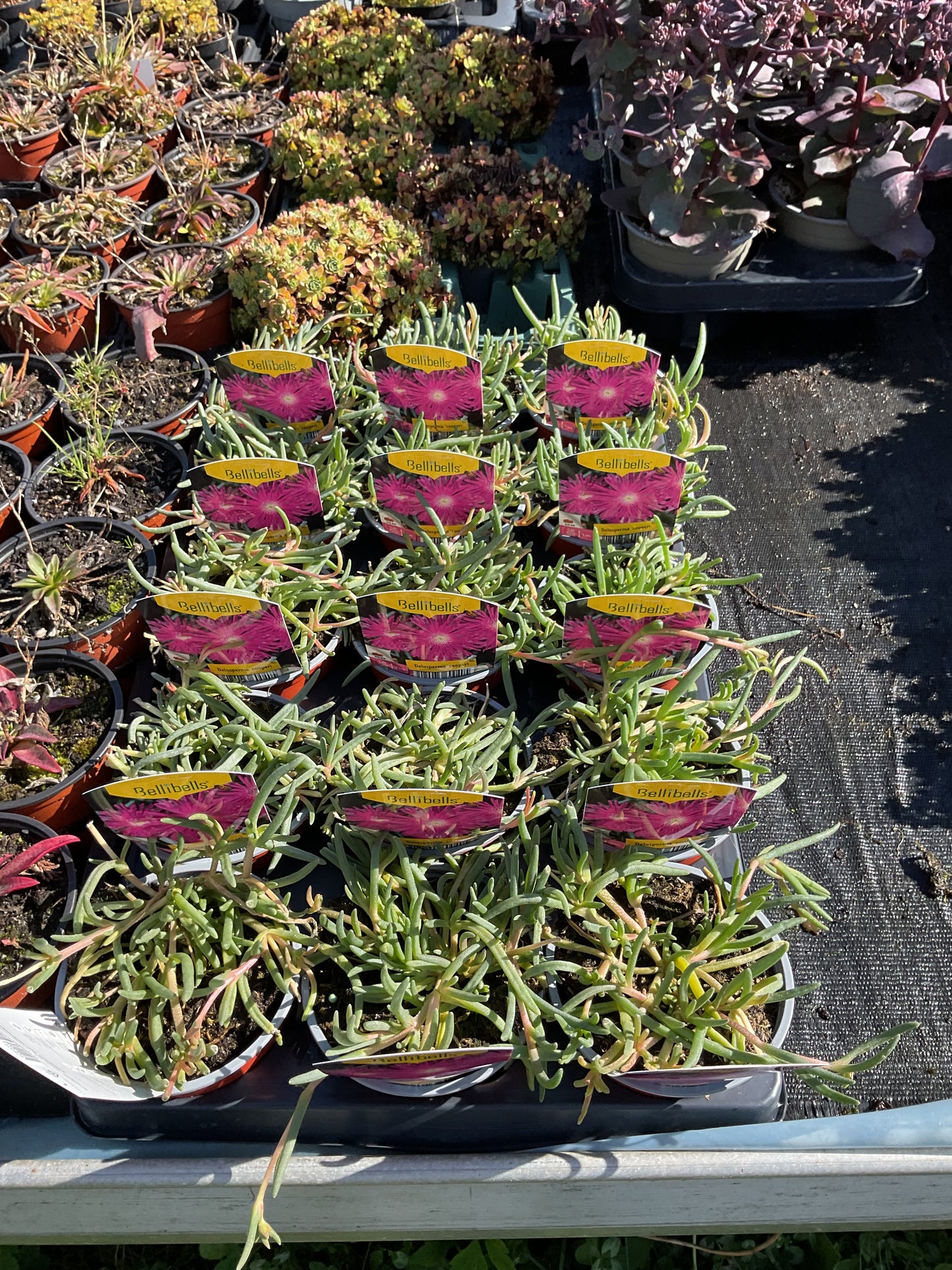 Delosperma cooperi P10