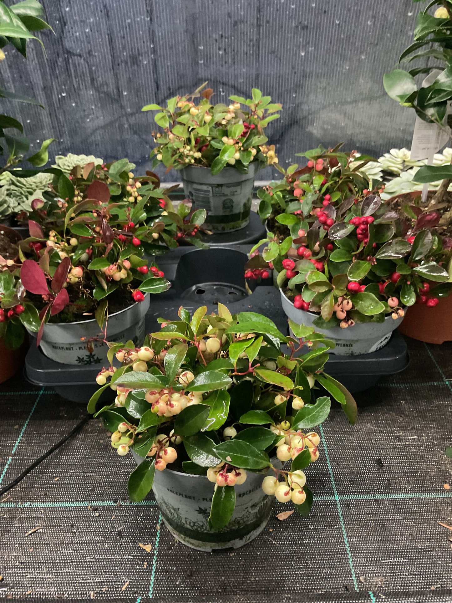 Gaulteria procumbens P13
