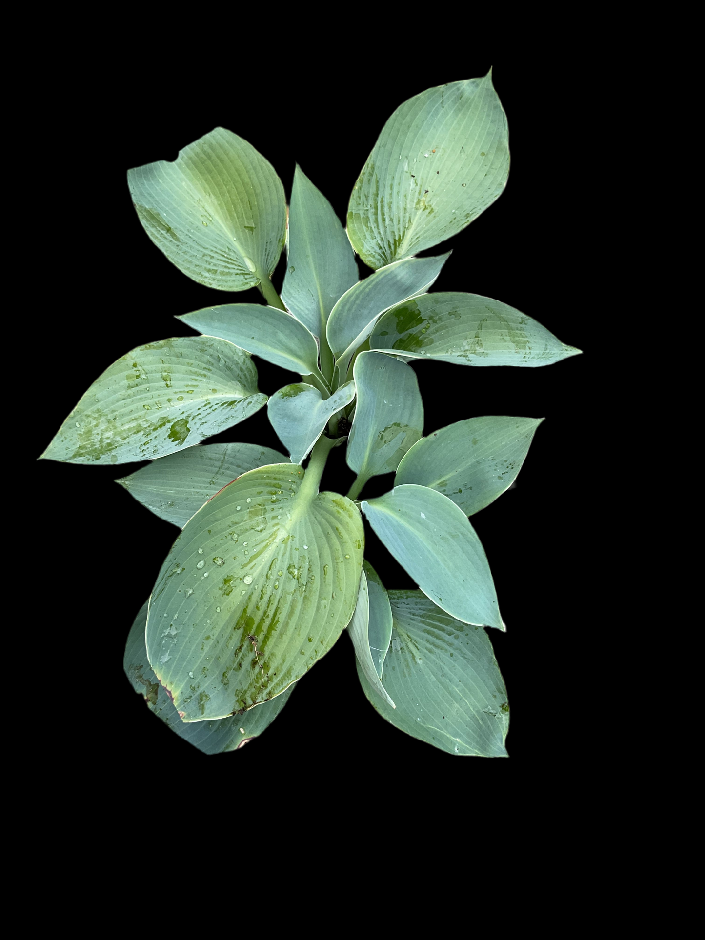 Hosta ‘Buckshaw Blue’ P15