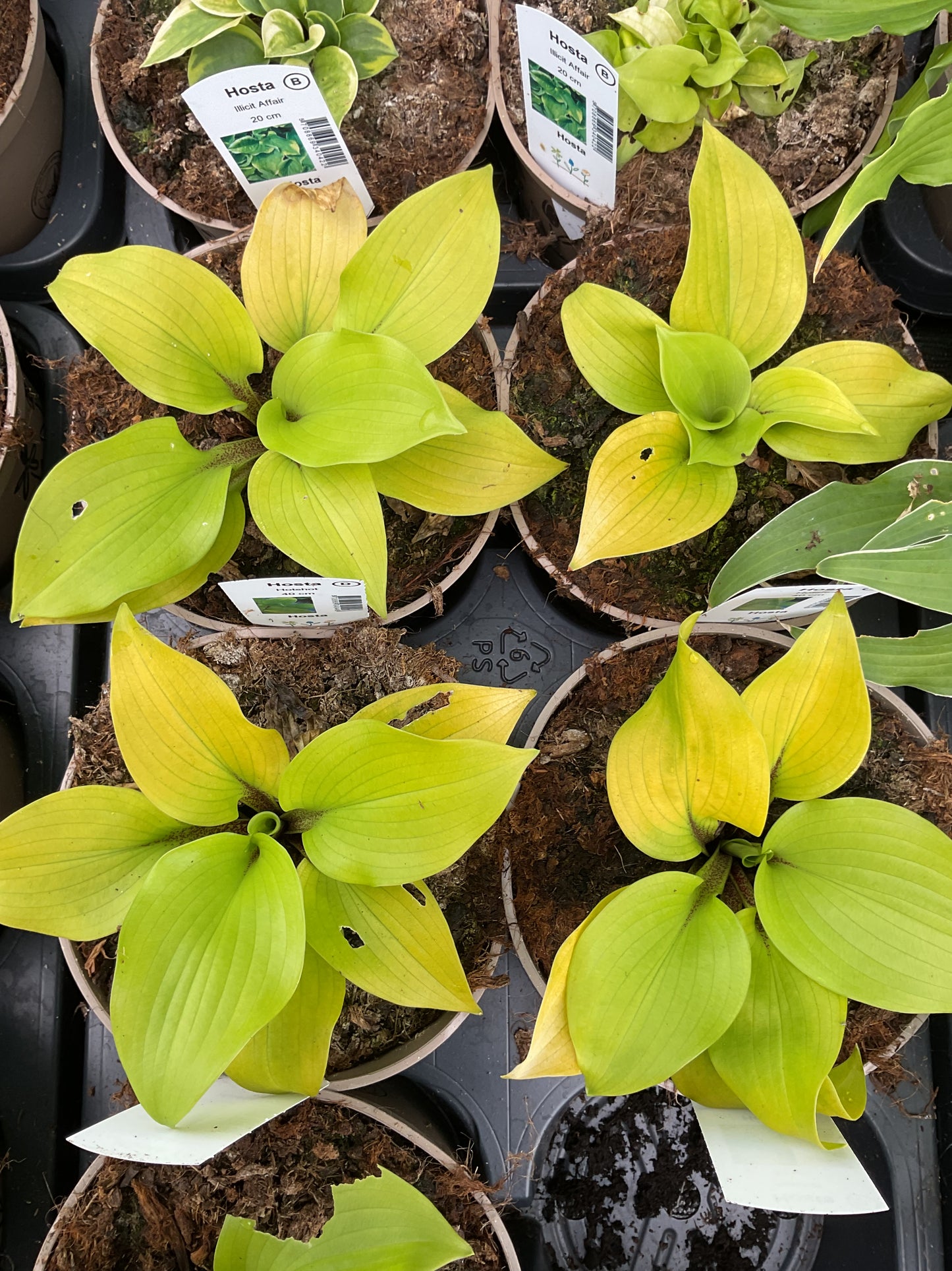 Hosta ‘Hotshot’ P15