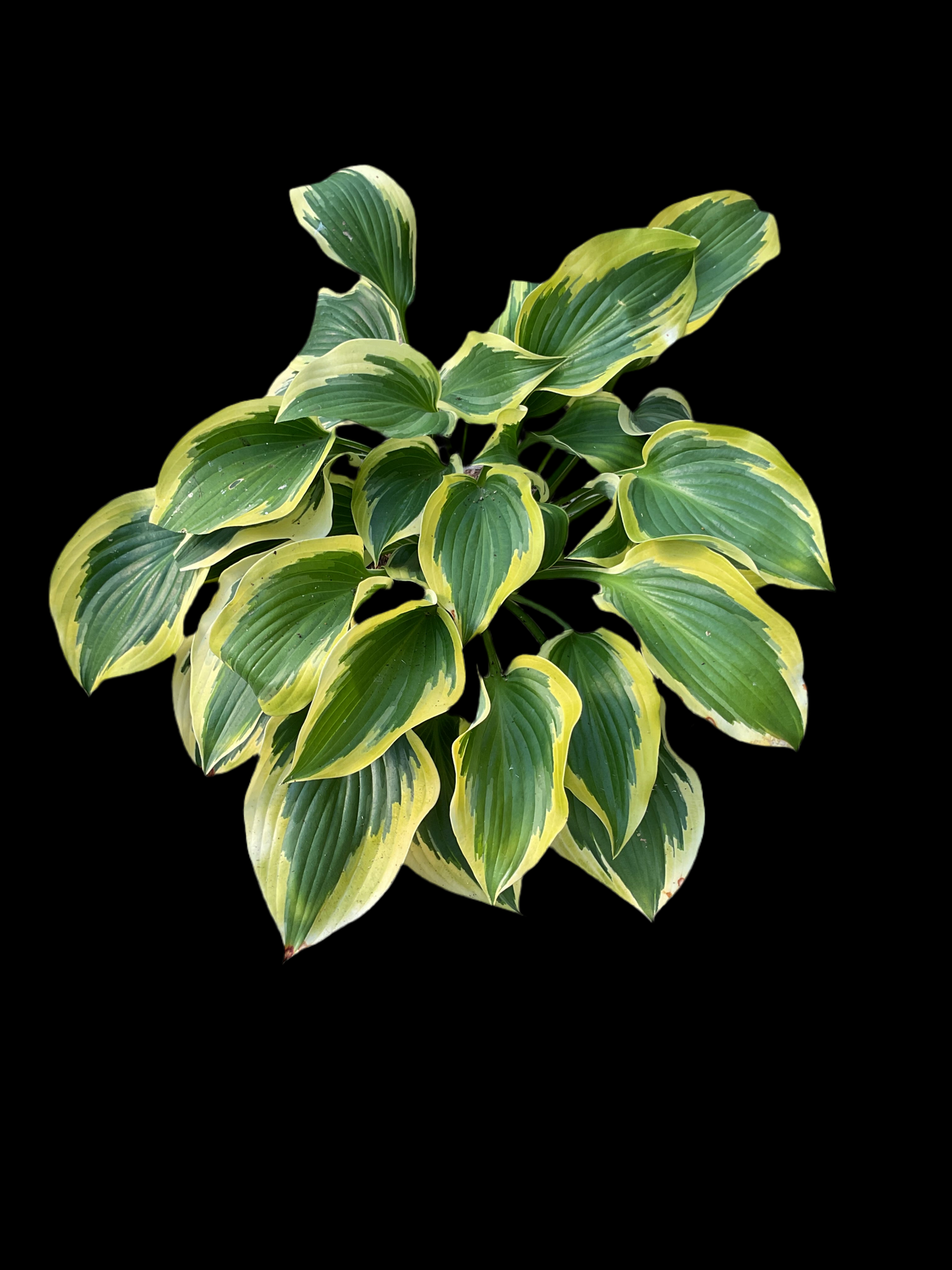 Hosta ‘Broad Band’