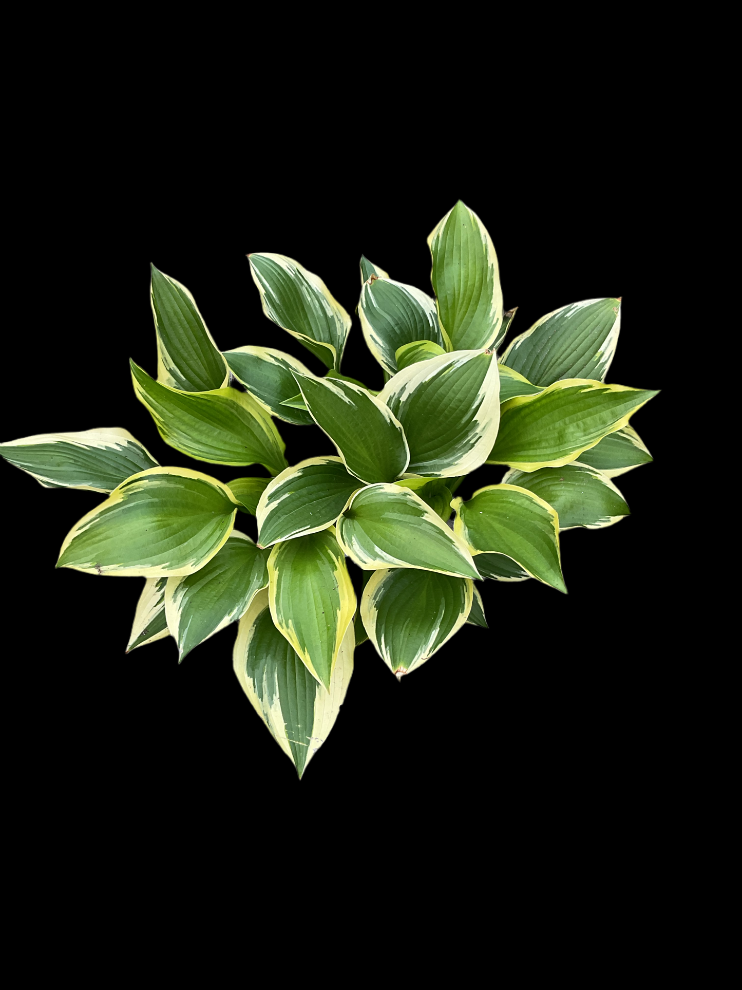 Hosta ‘Red Hot Poker’ P15