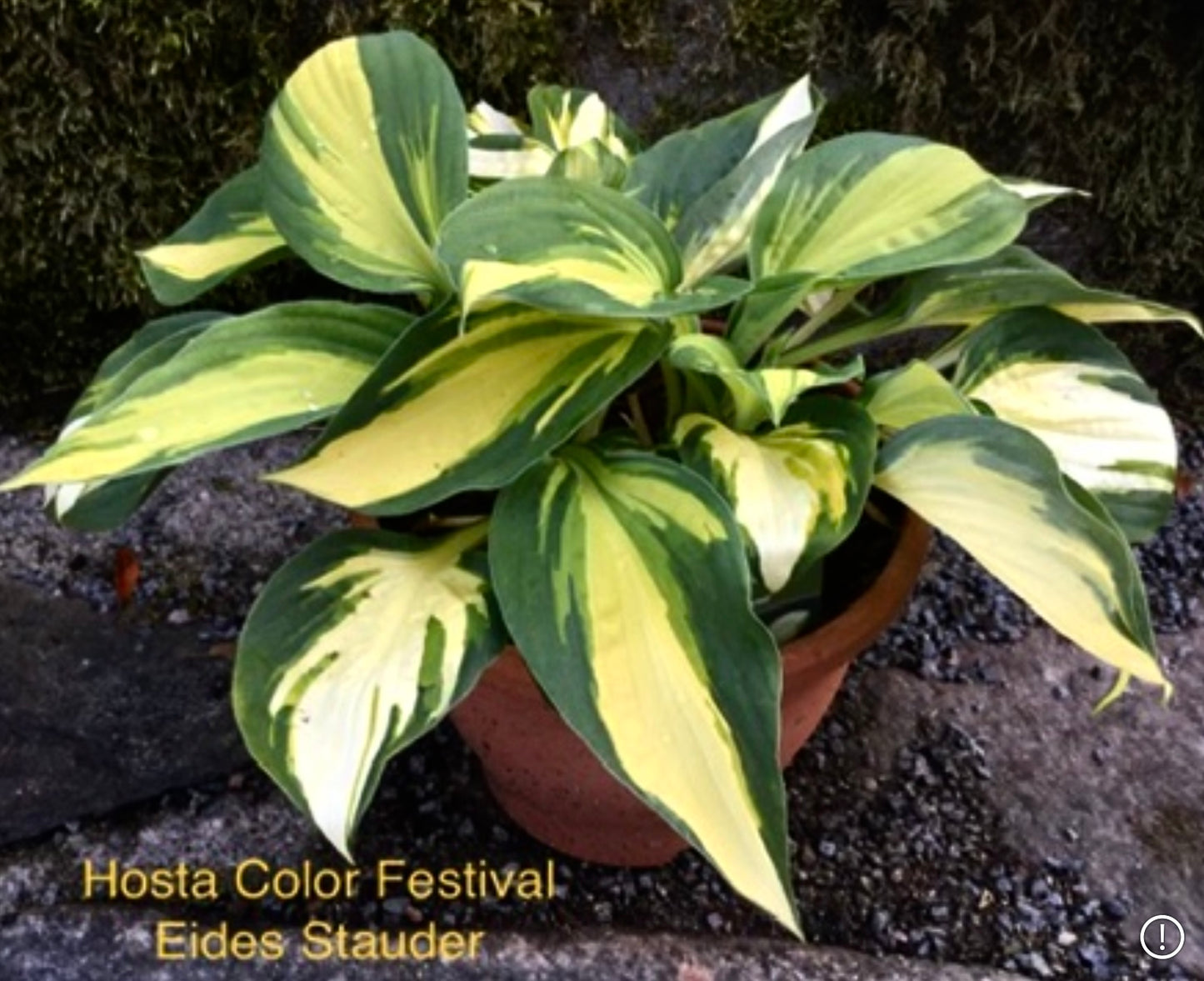 Hosta ‘Color Festival’