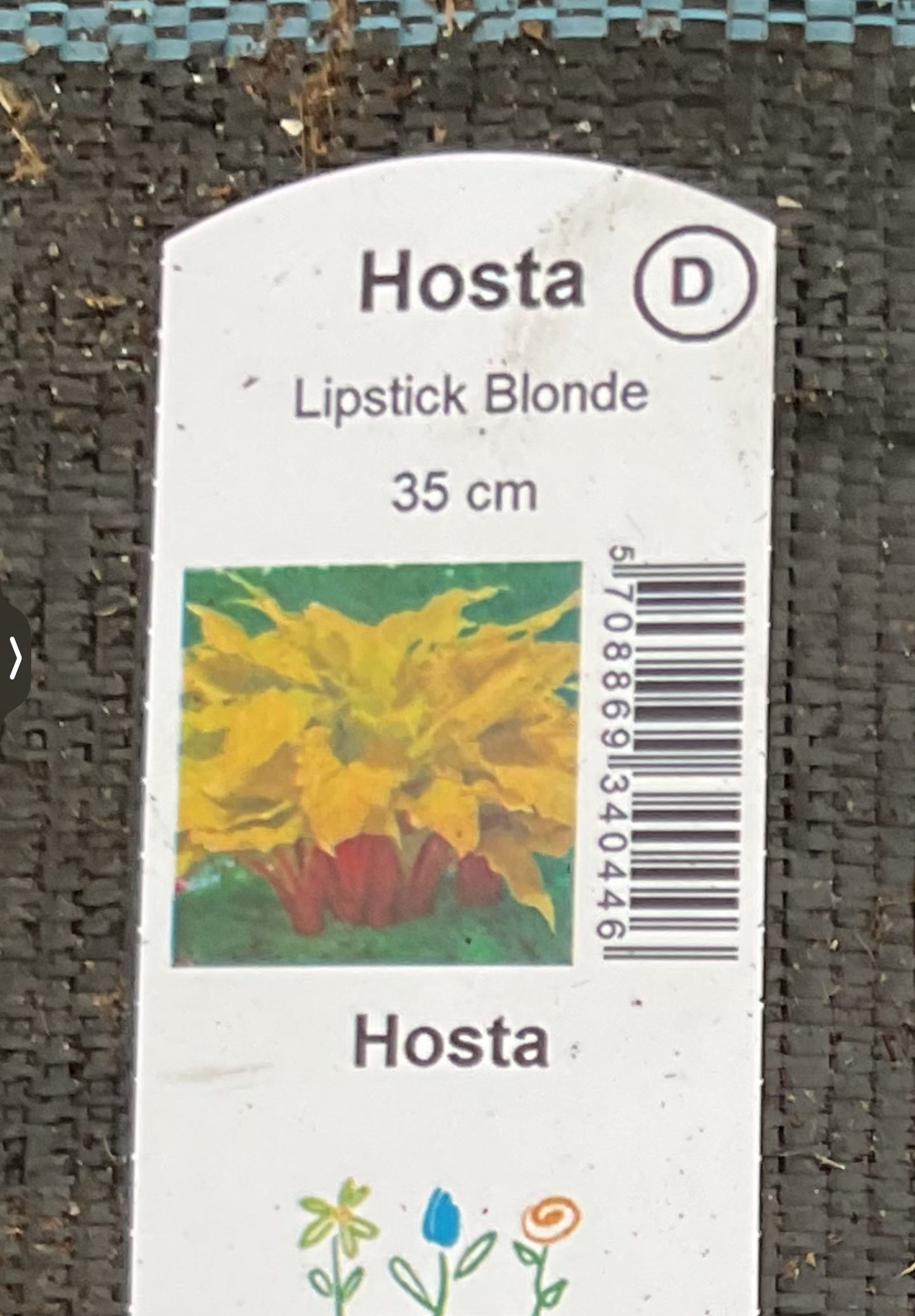 Hosta ‘Lipstick Blonde’ P15