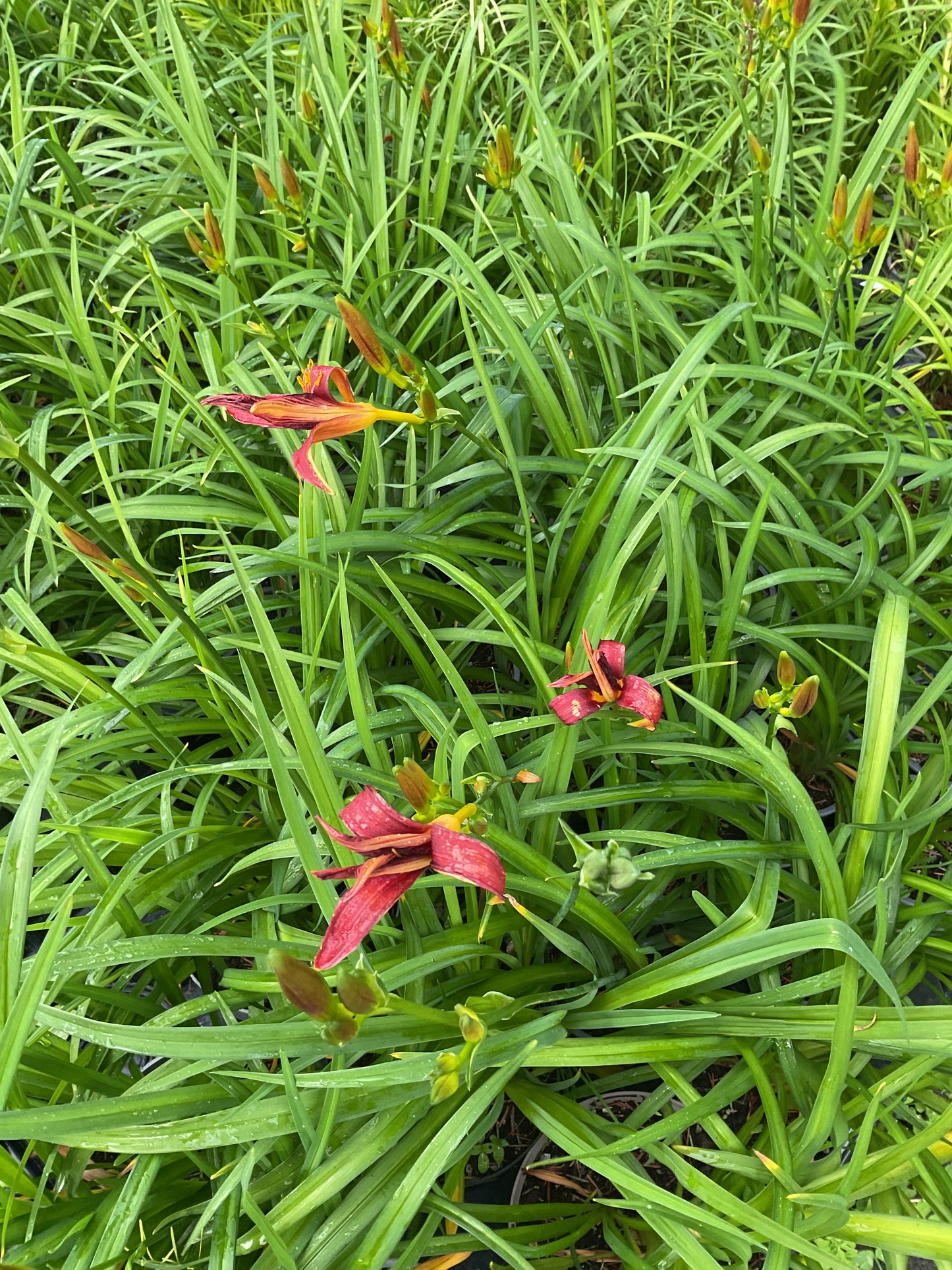 Hemerocallis ‘Red Rum’ P12