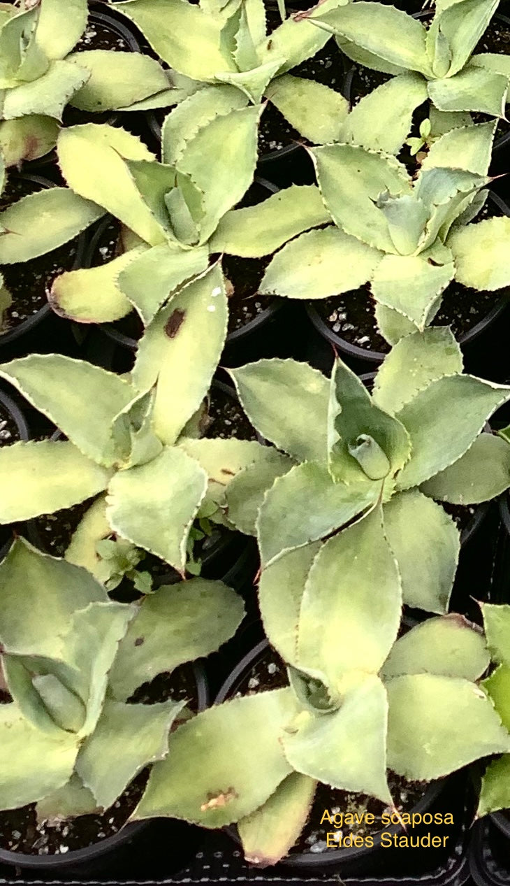 Agave scaposa P14