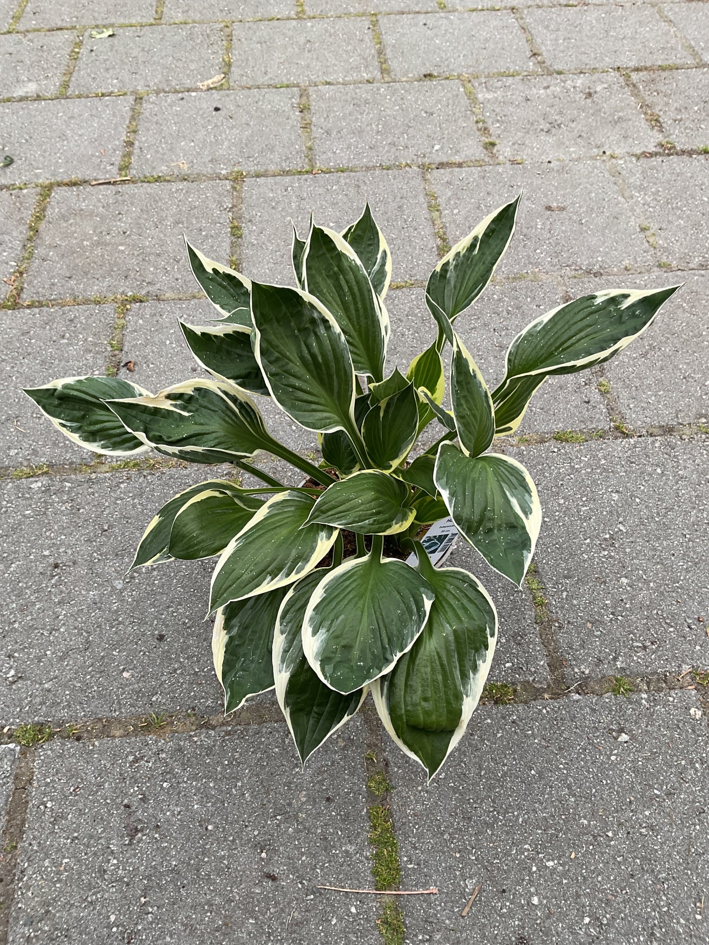 Hosta ‘Independence’