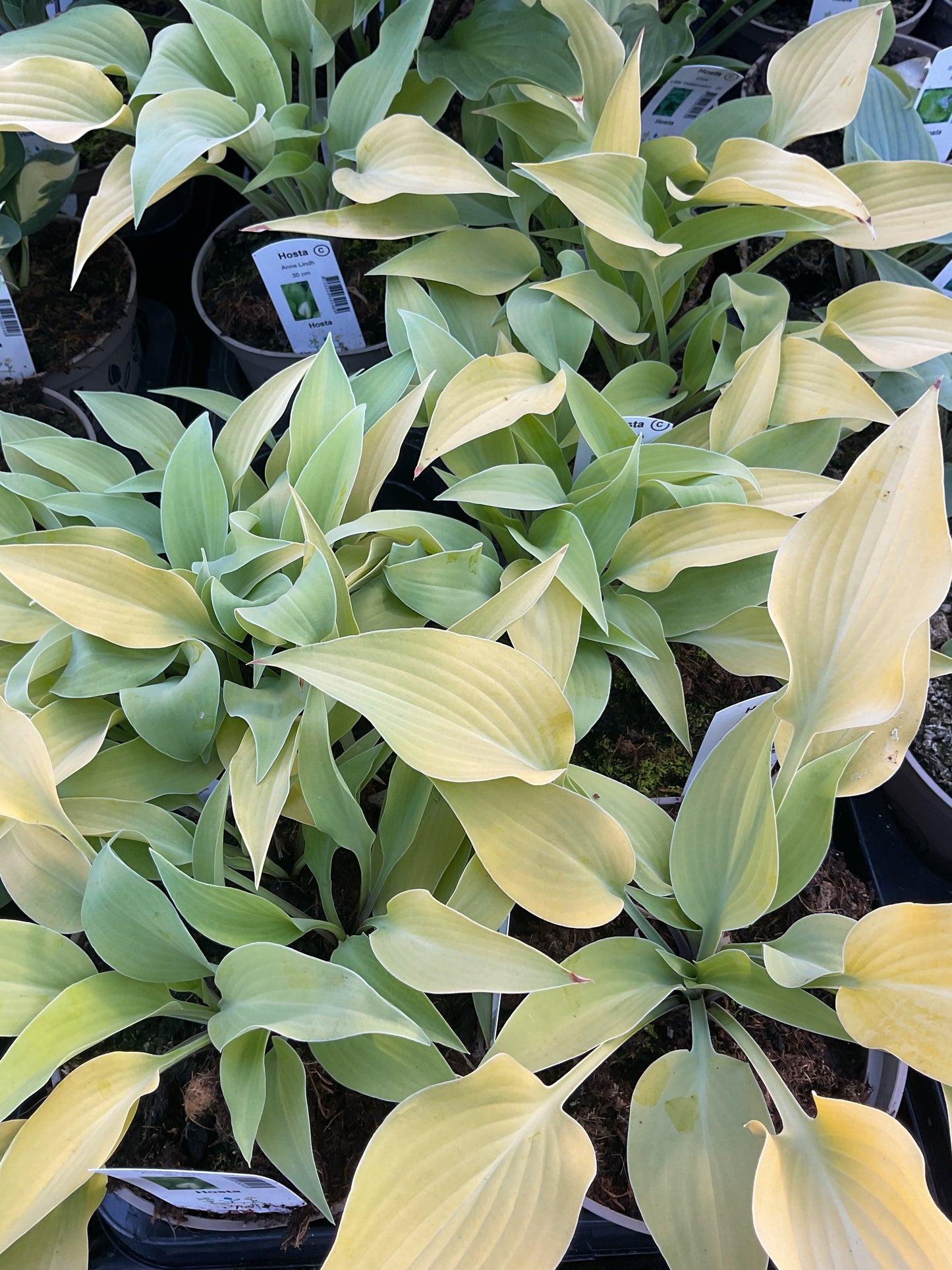 Hosta ‘Anna Lindh’ P15