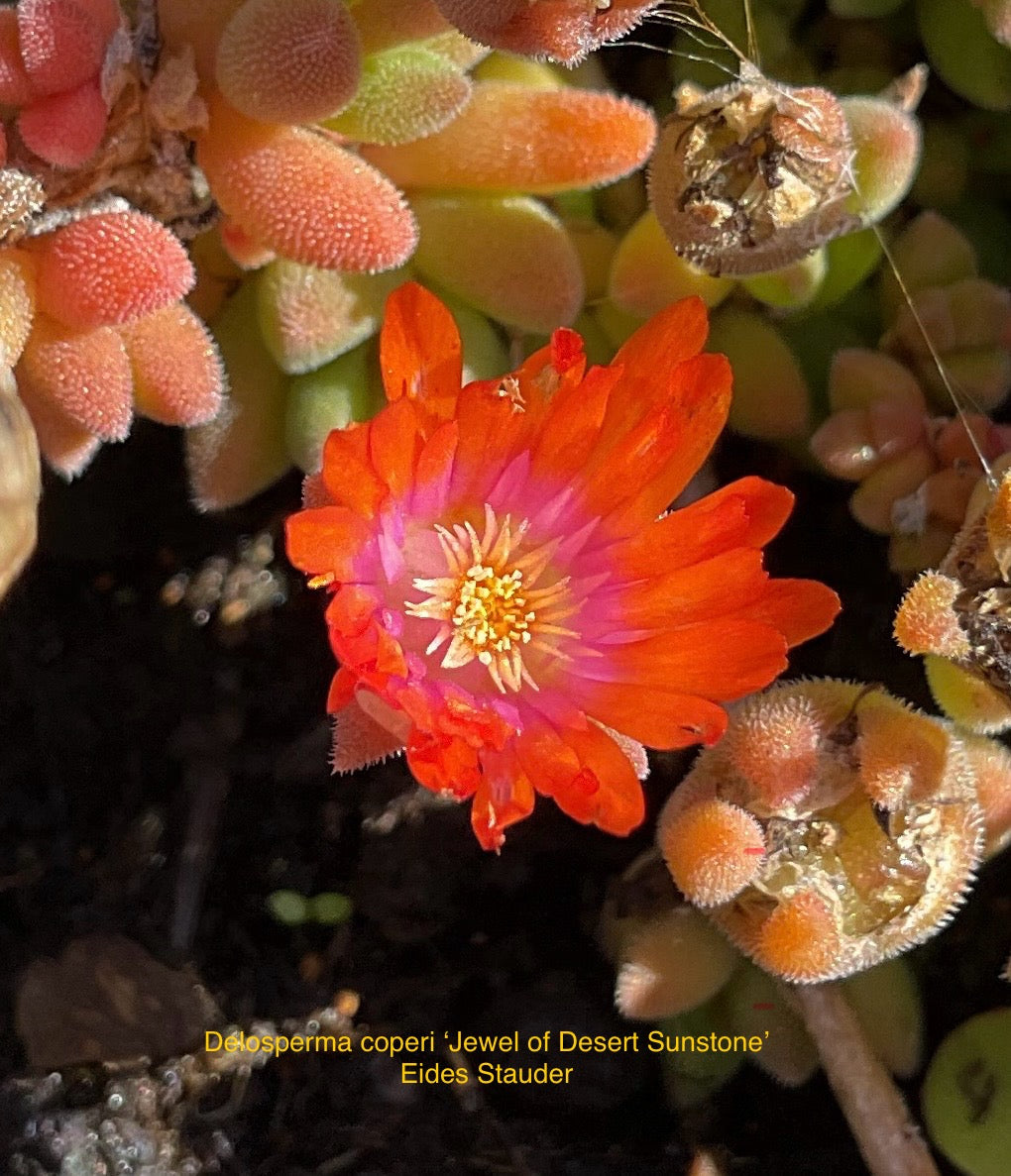Delosperma cooperi Jewel of Desert ‘Sunstone’ P12