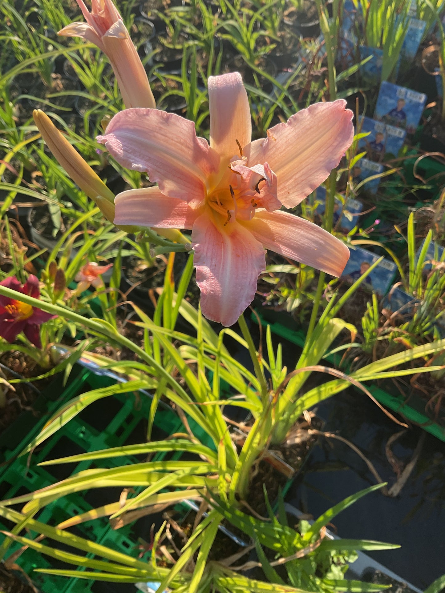 Hemerocallis ‘Isabella Marafi’ P11x11