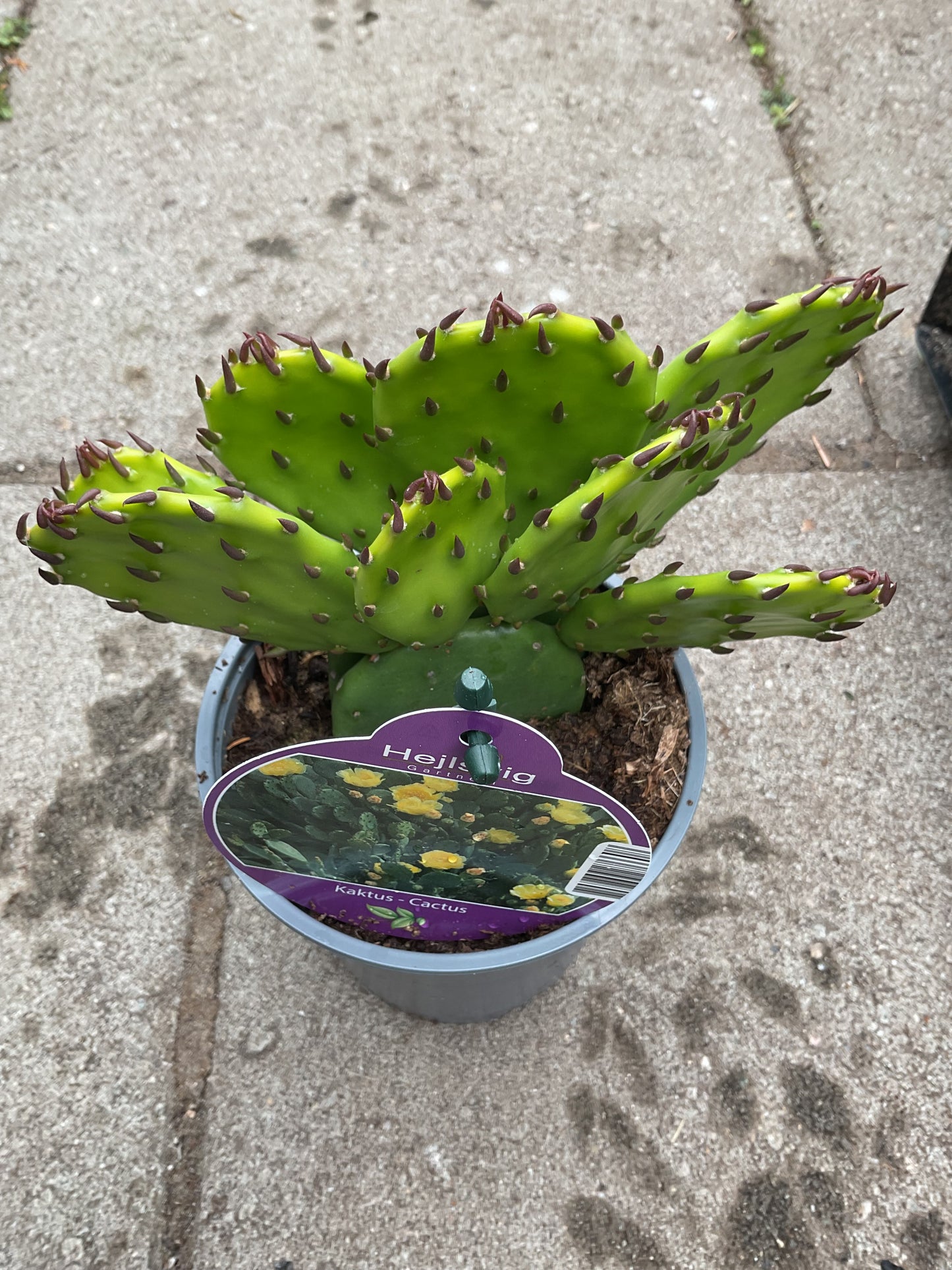 Opuntia humifusa