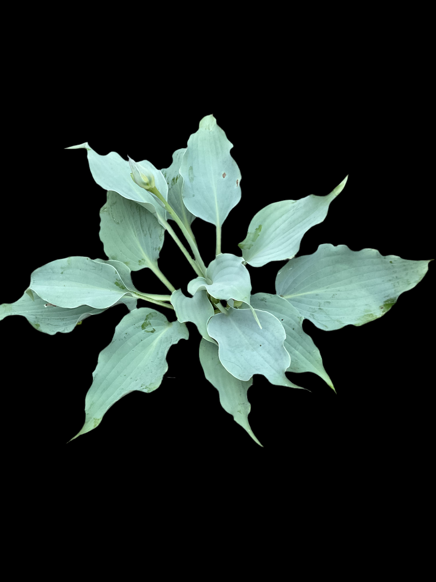 Hosta ‘Waterslide’ P15