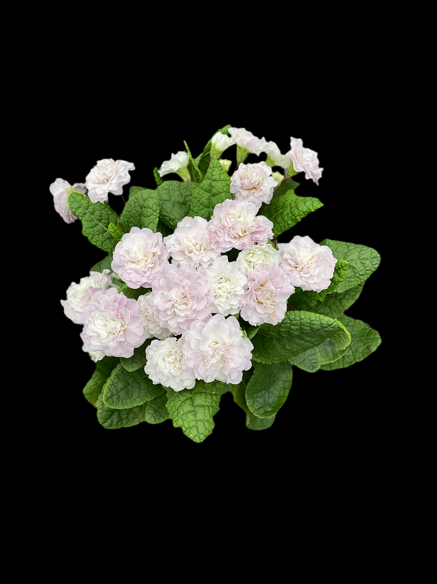 Primula Belarina ‘Pink Ice’ P13